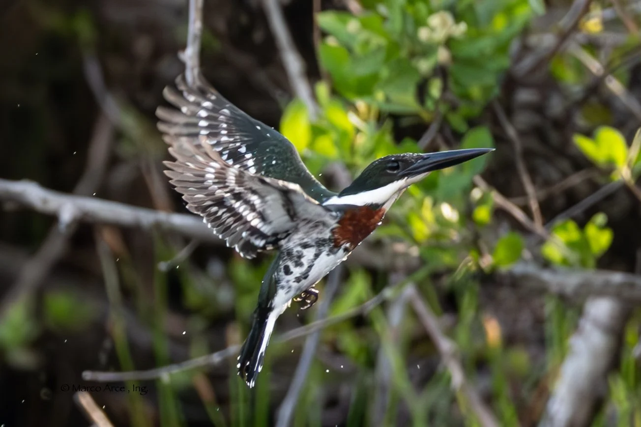20240423-King Fisher diving34-Enhanced-NR.jpg