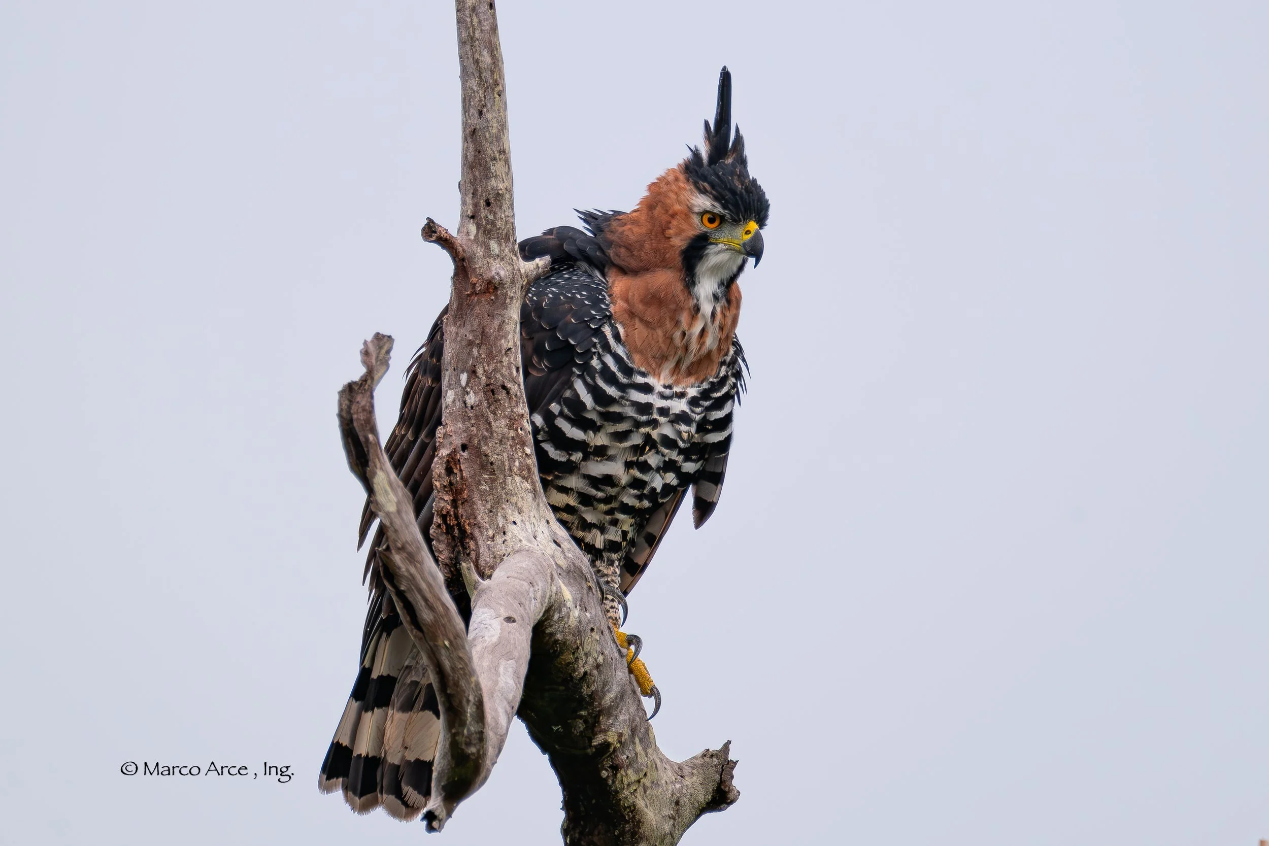 A hawk perched on a tree branch with a pale sky background.
