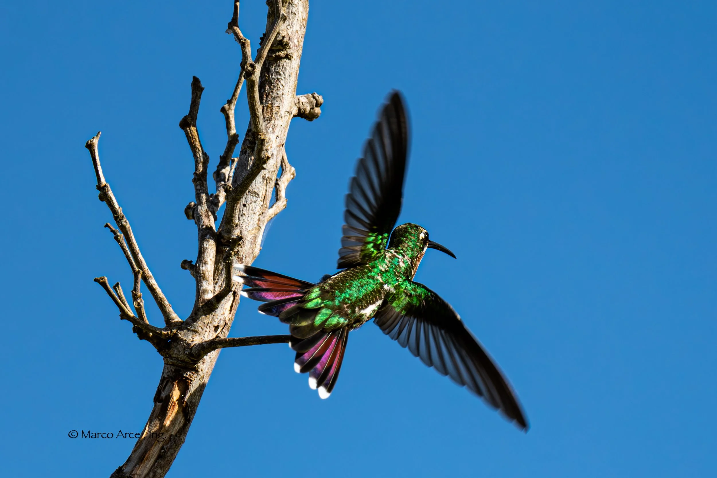 20240715-Colibri 27-Enhanced-NR.jpg