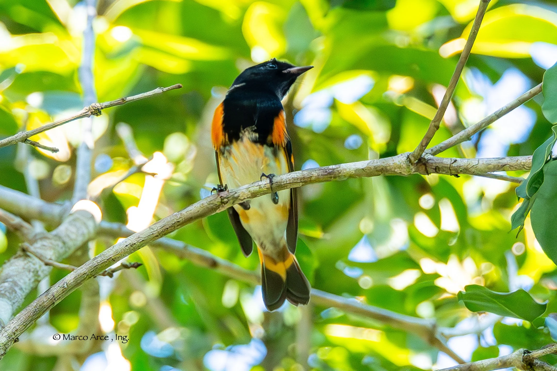 american red star 4.jpg