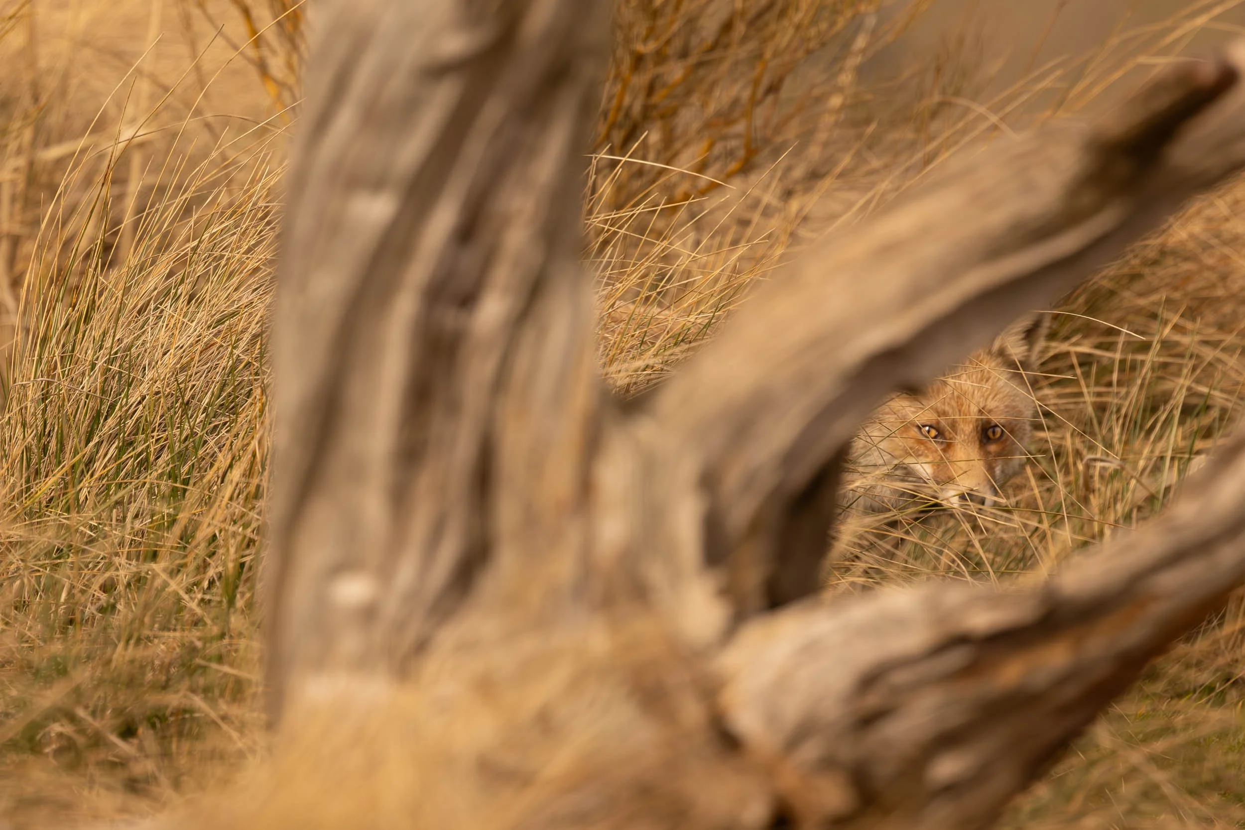 Sierra de Guadarrama (Spain)
