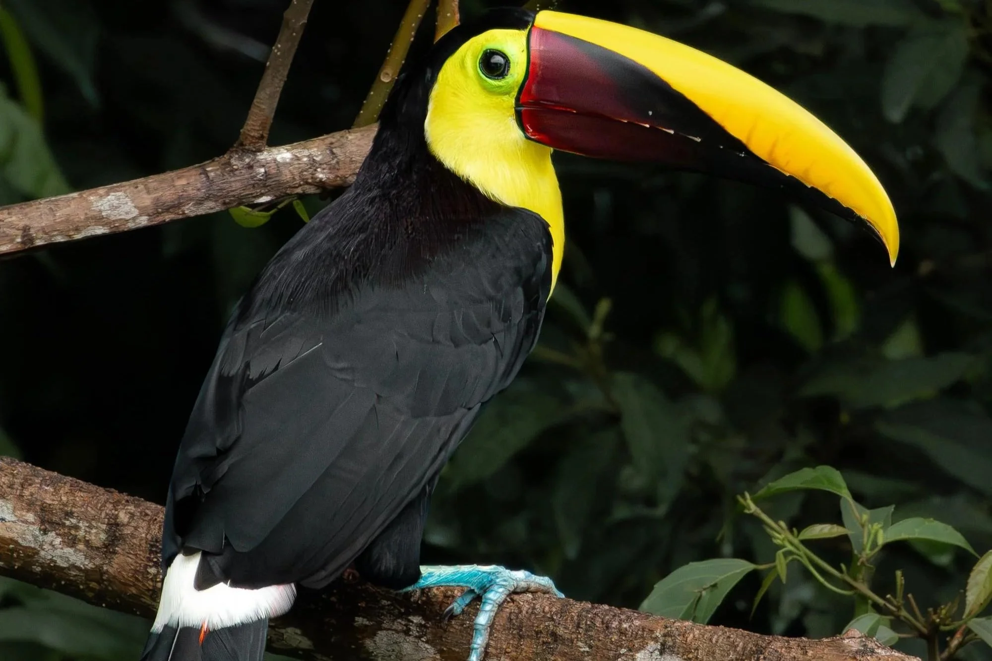 Costa Rica Vol. I