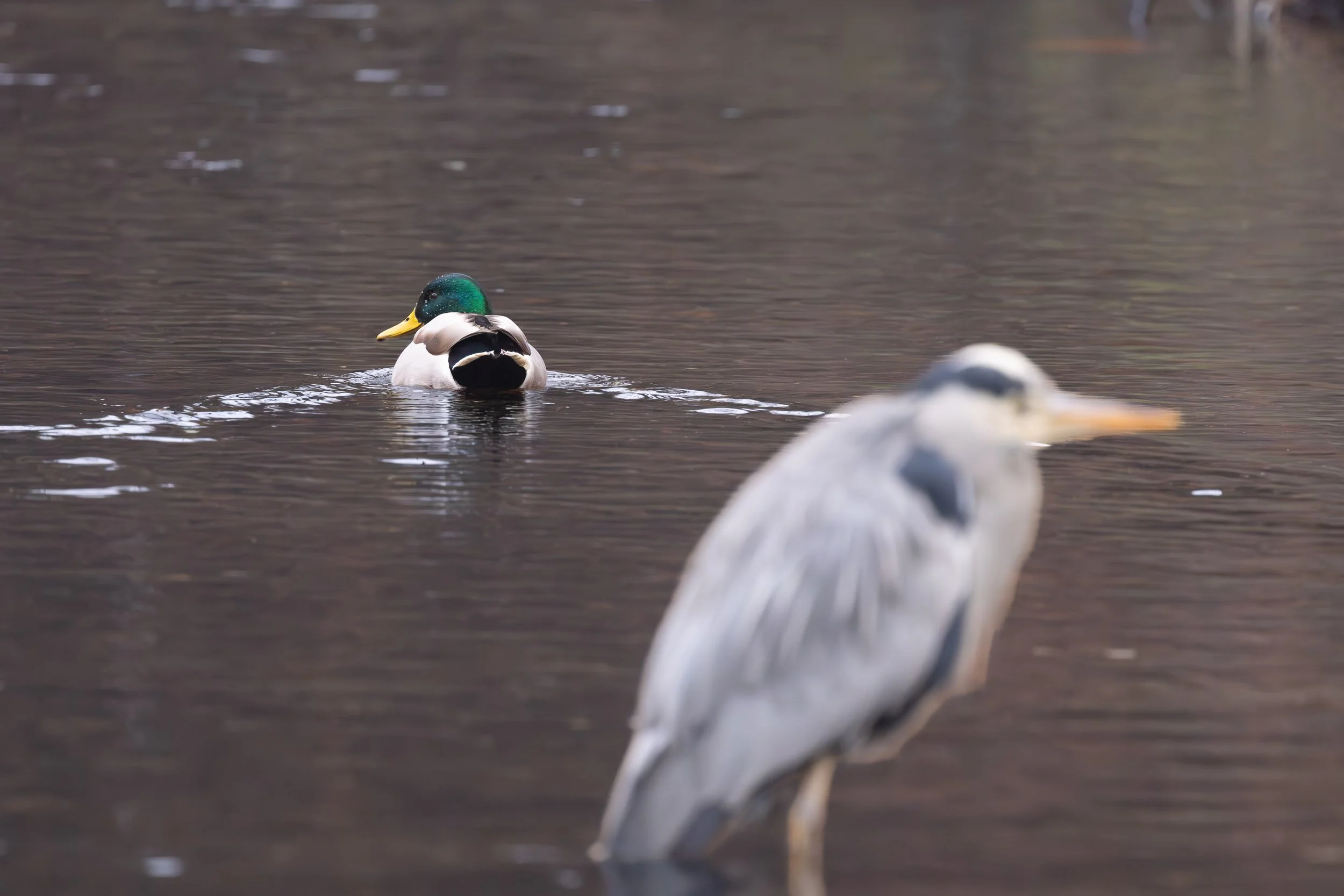 Berlin-Brandemburg (Germany)