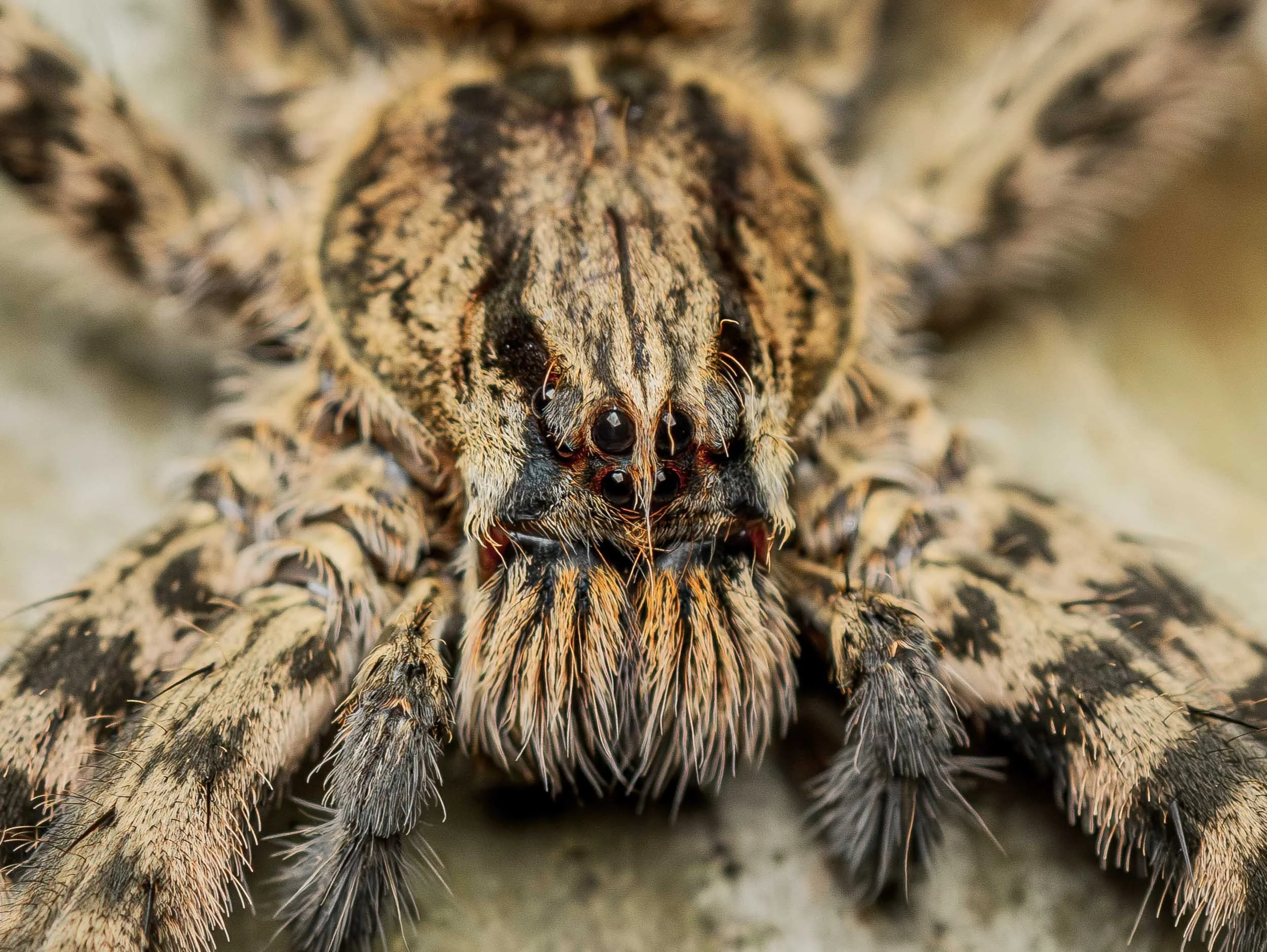 Invertebrates of Guatemala