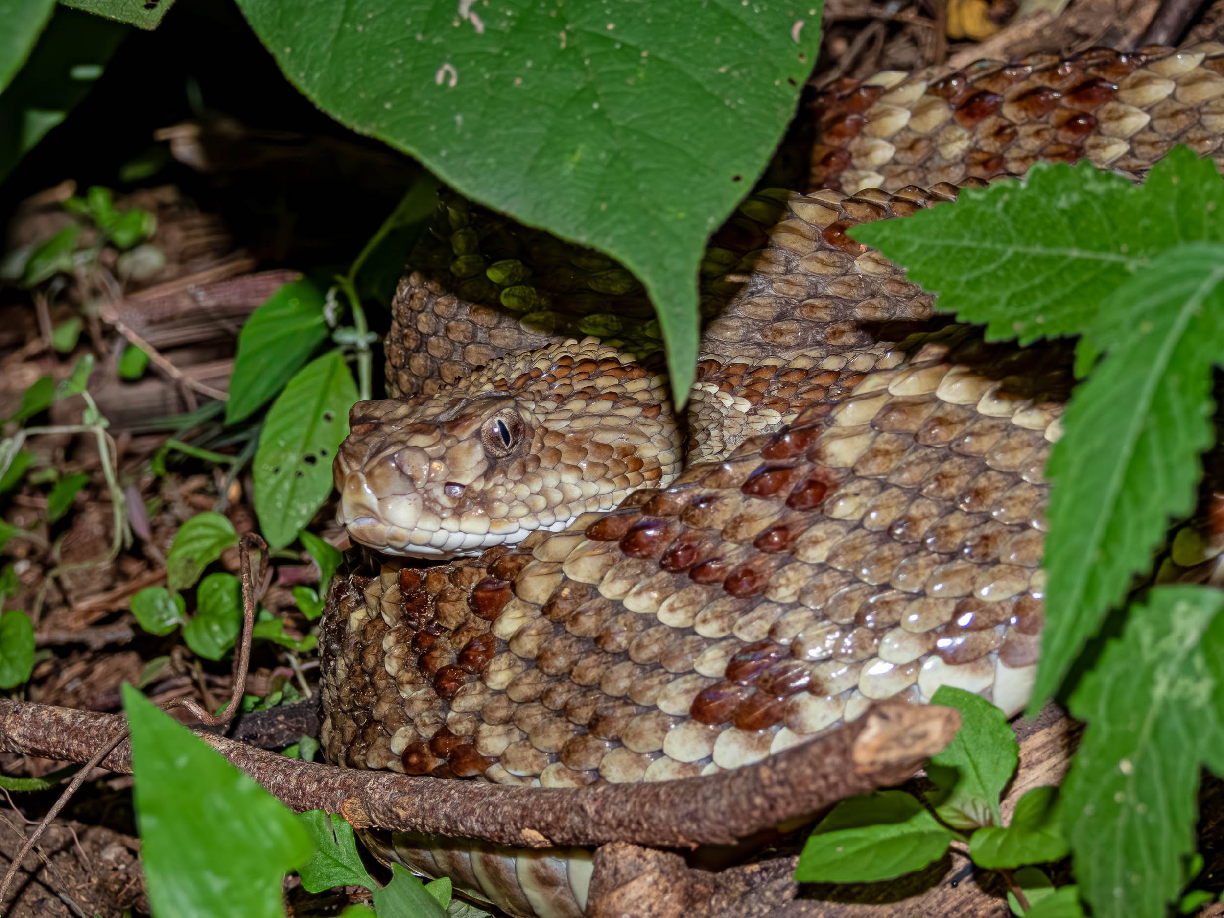 Reptiles of Guatemala