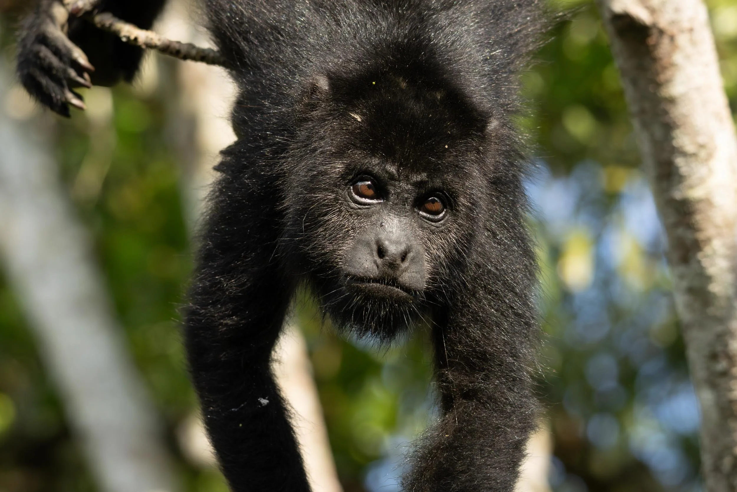 Mammals of Guatemala