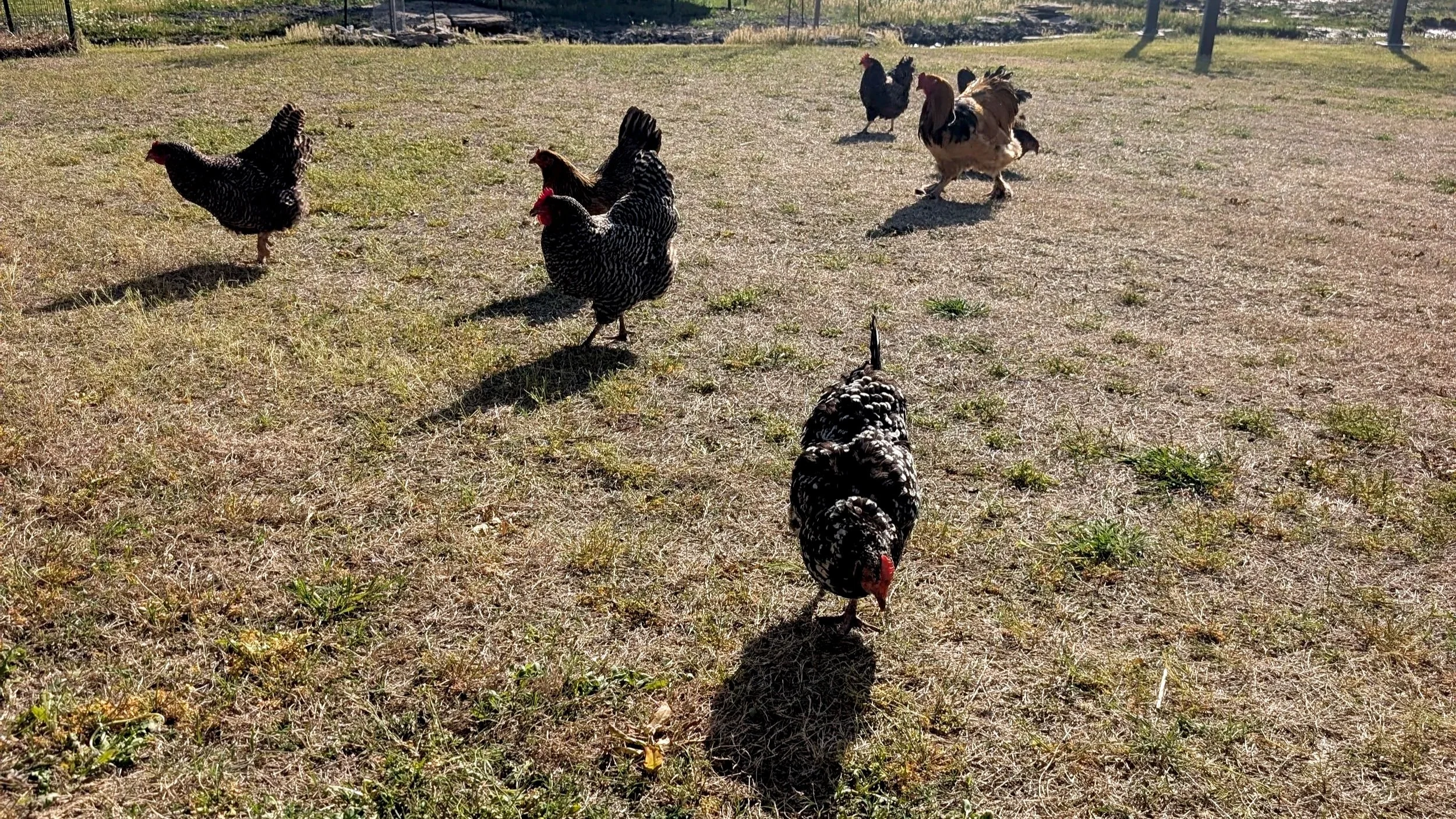 Several chickens and roosters walking on a patchy grassy and dirt area outdoors, with a fence in the background.