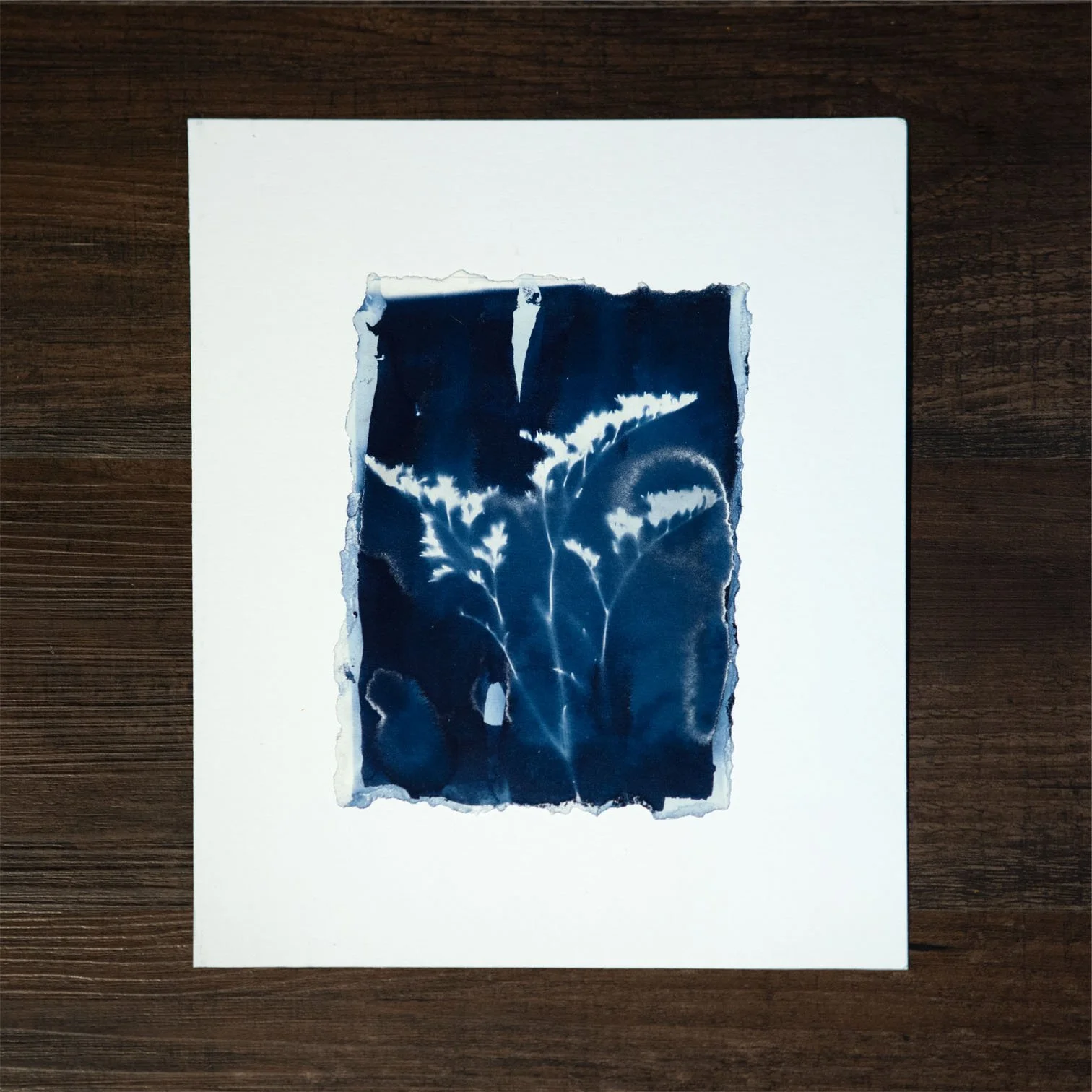 Blue Flower #13 Cyanotype