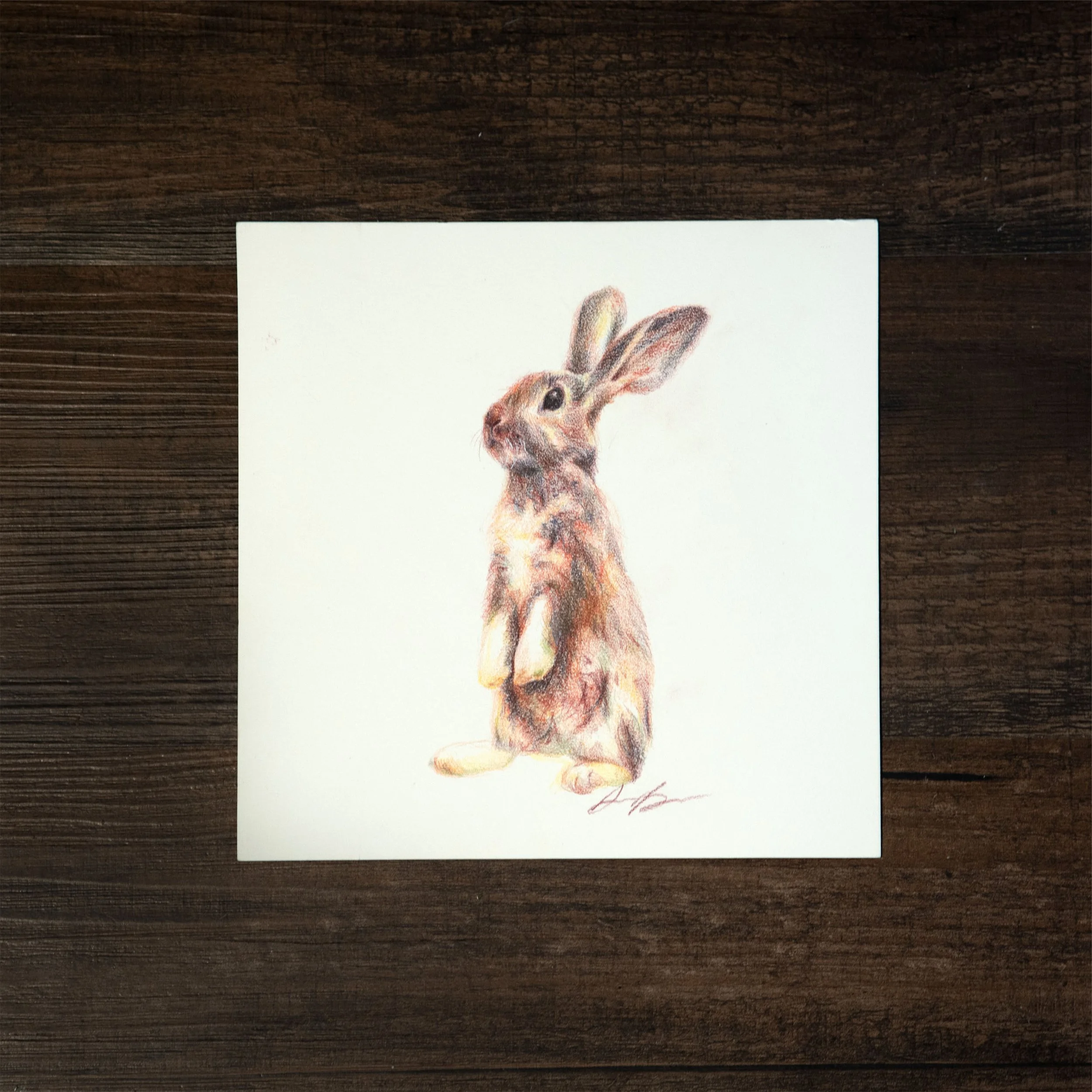 Bunny Colored Pencil Original Drawing