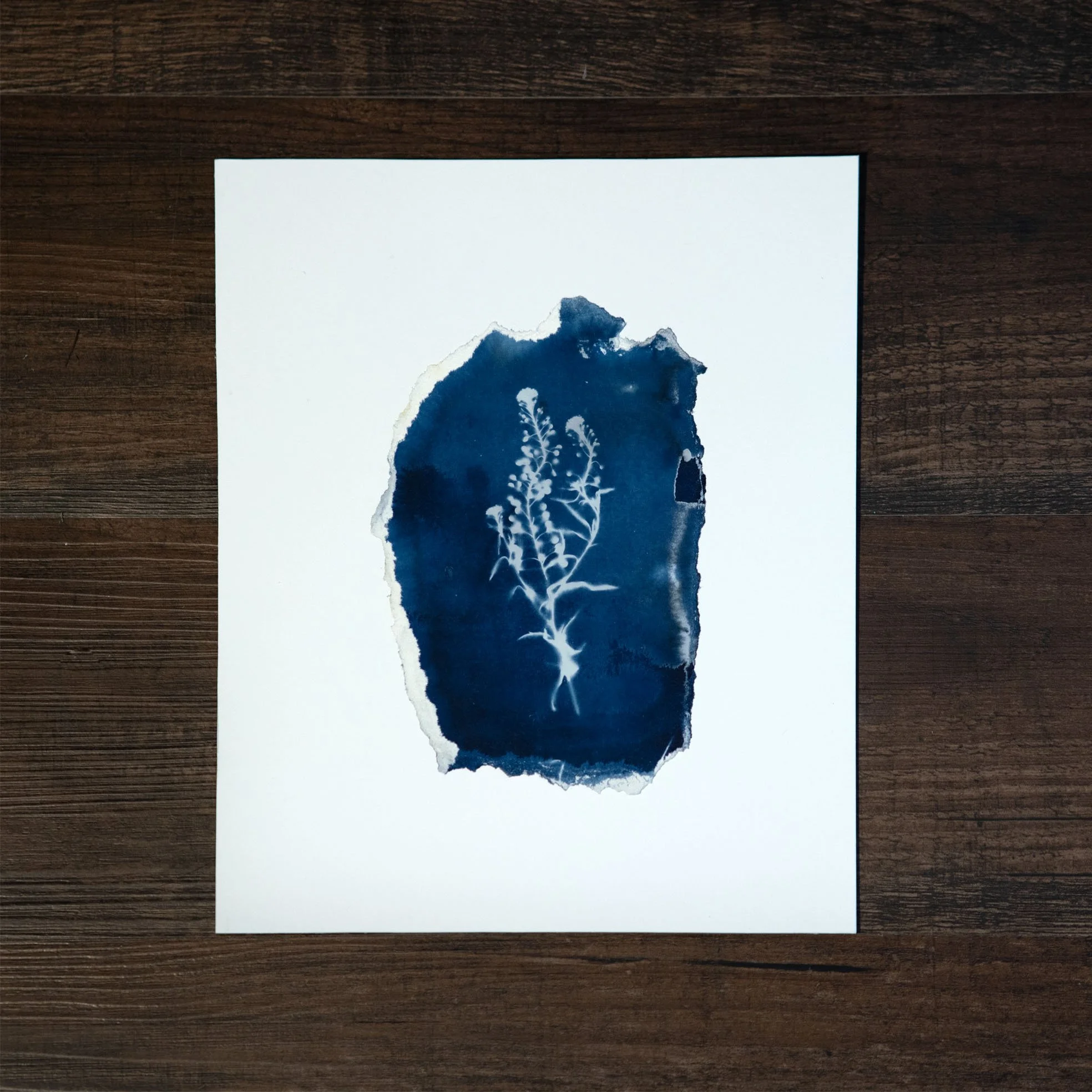 Blue Flower #16 Cyanotype