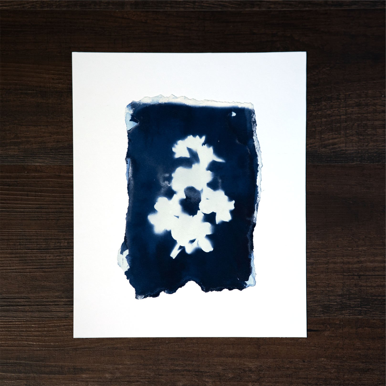 Blue Flower #14 Cyanotype