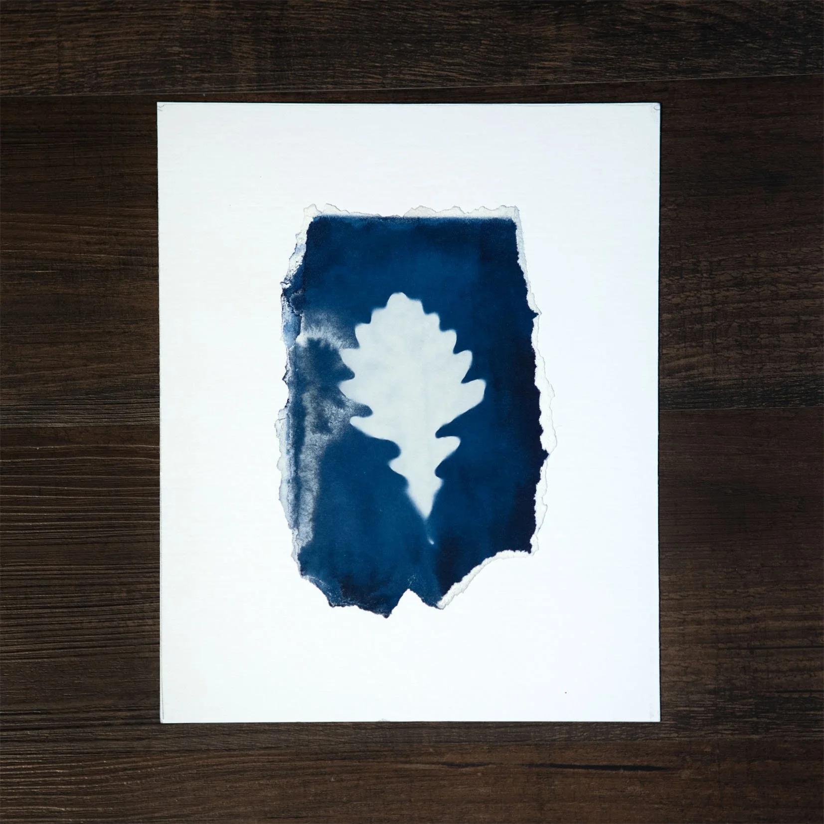 Blue Flower #12 Cyanotype