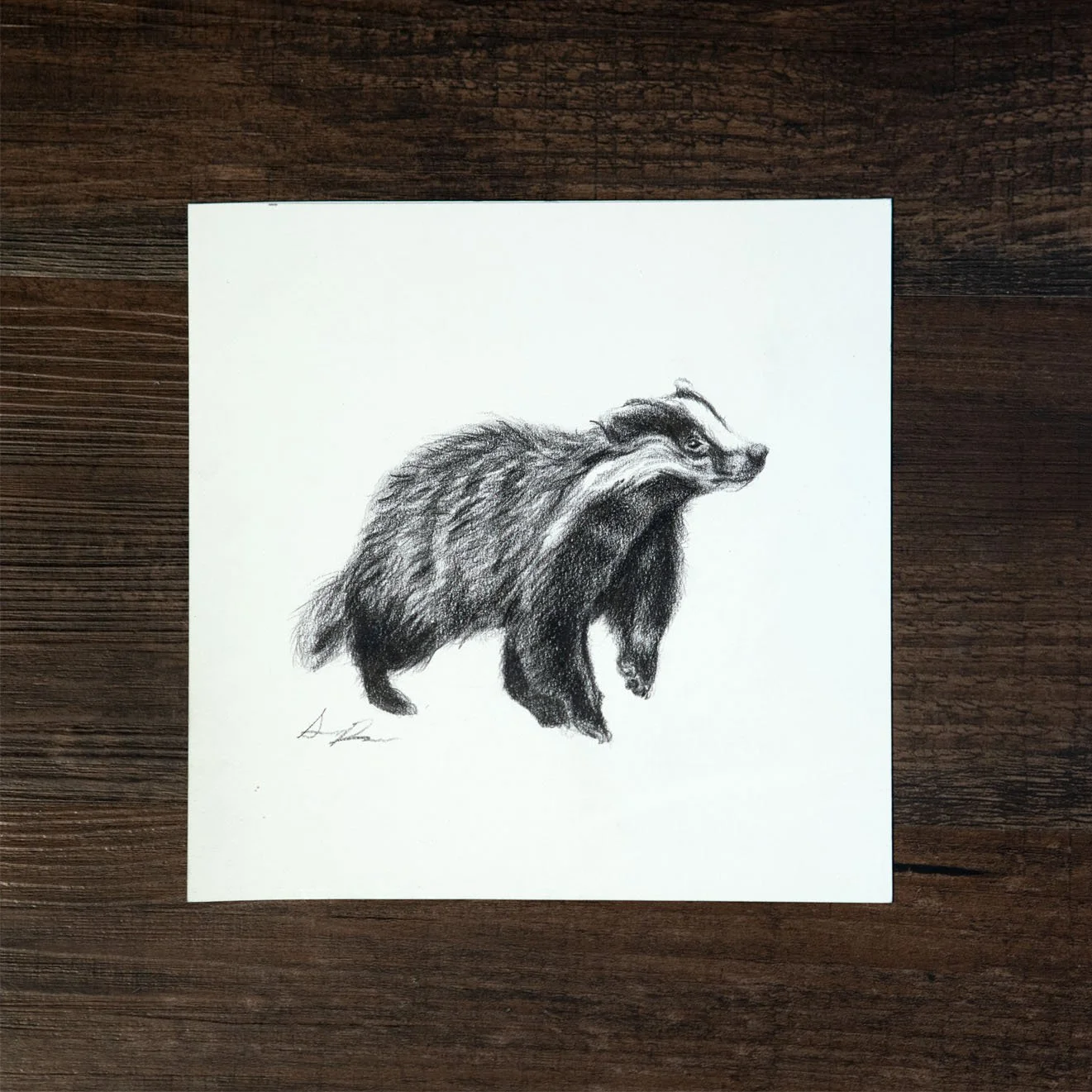 Badger Colored Pencil Original Drawing