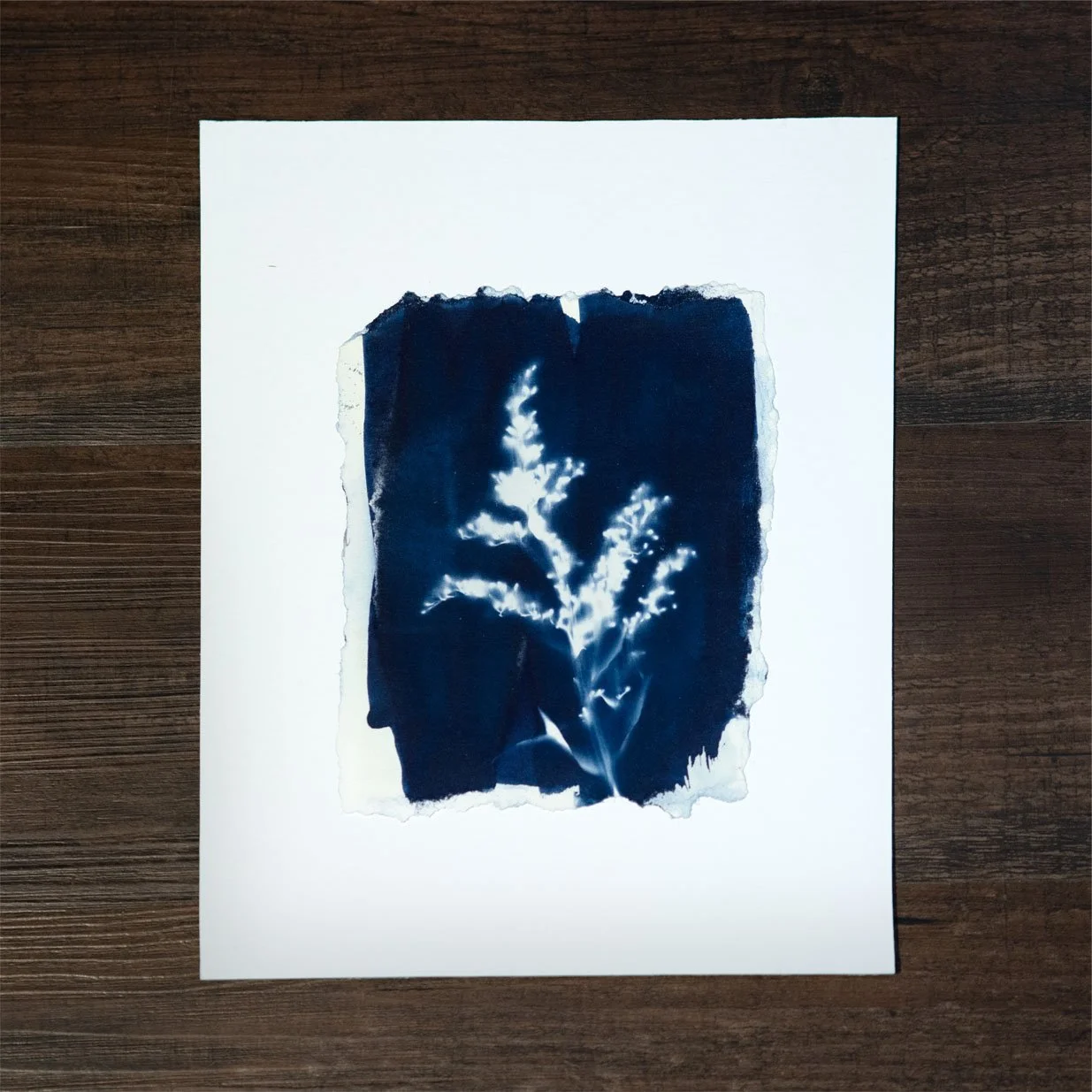Blue Flower #2 Cyanotype
