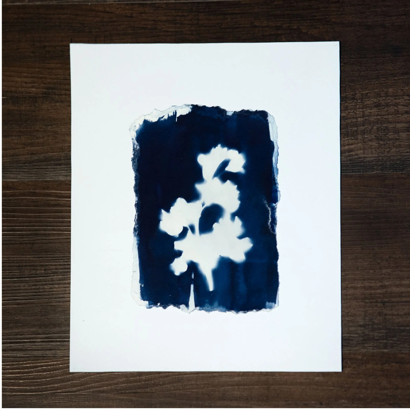 Blue Flower #17 Cyanotype