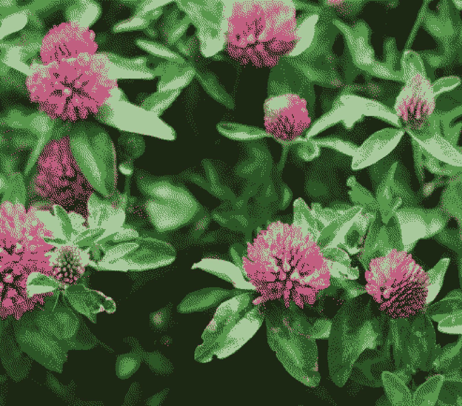 A picture of several red clover blooms. Pink flowers and green leaves.