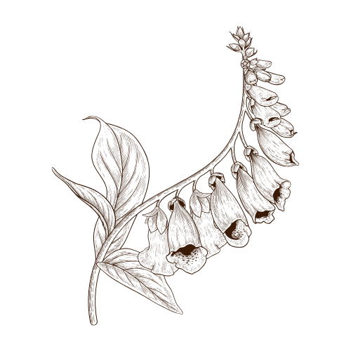 Brown illustration of a branch with leaves and bell-shaped flowers on a black background.