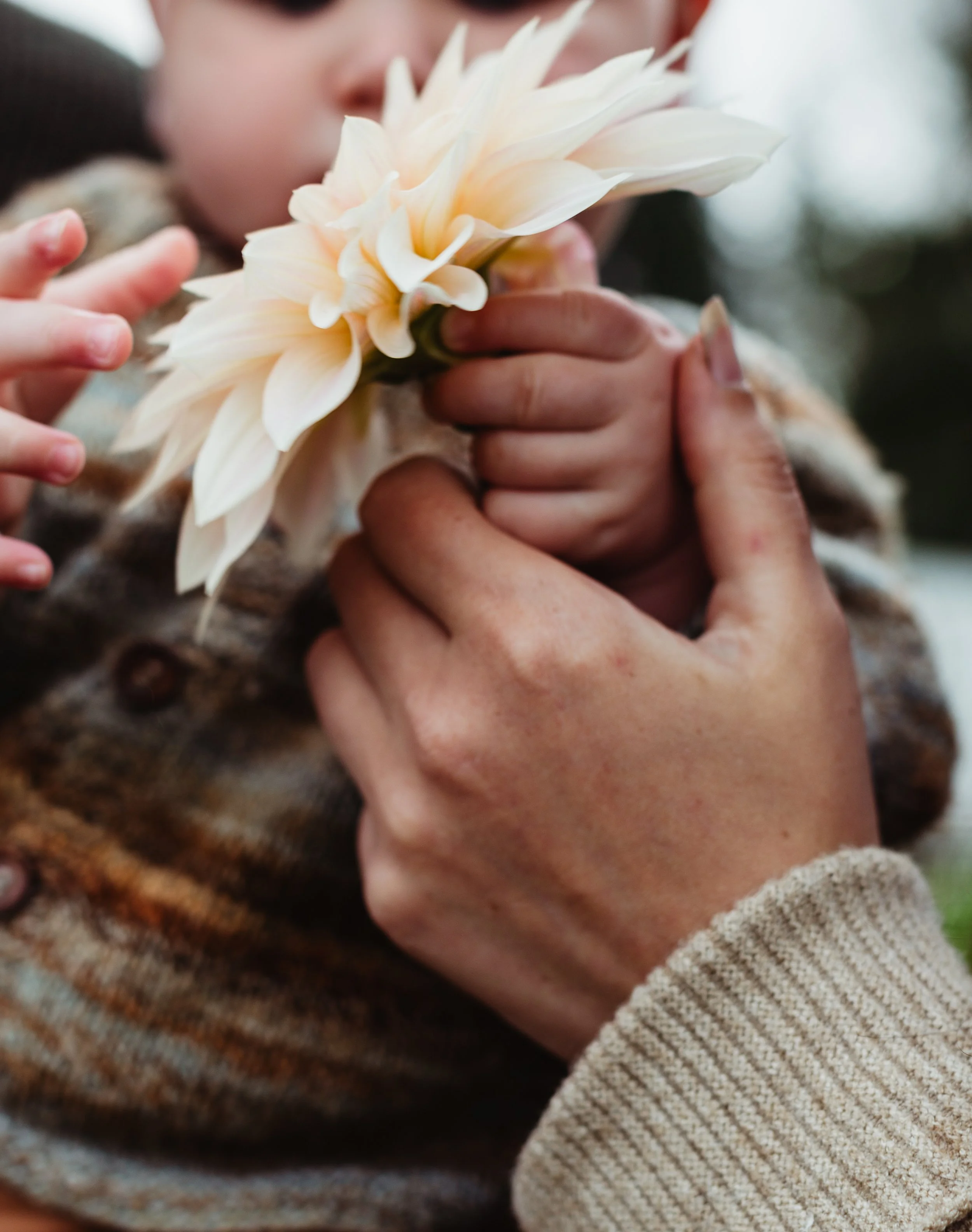 A child smelling a large cream-colored flower being held by an adult.