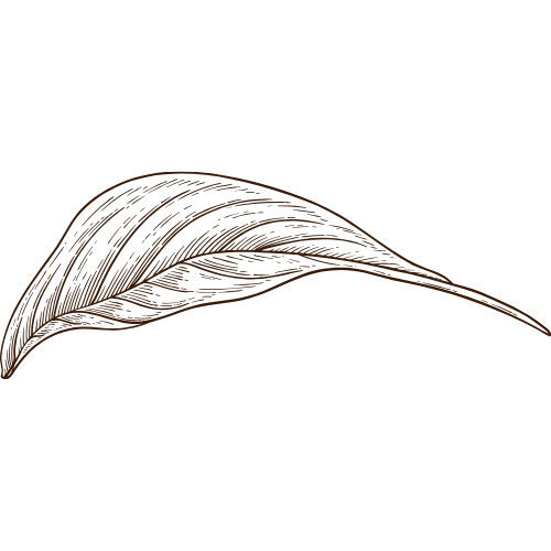 Illustration of a brown leaf with detailed linework on a black background.