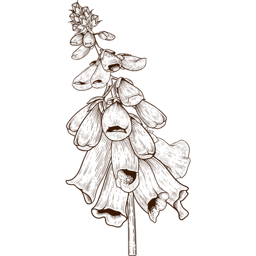 Illustration of a cluster of bell-shaped digitalis foxglove flowers.