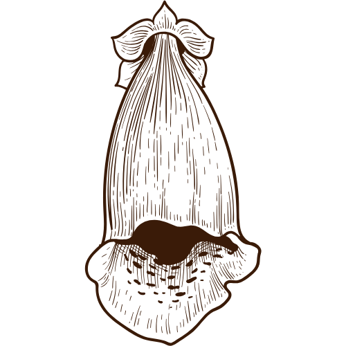 Line drawing of a foxglove bloom in brown on a black background