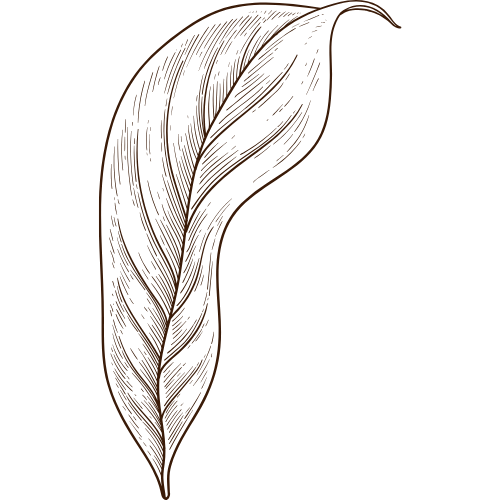 A detailed illustration of a leaf.