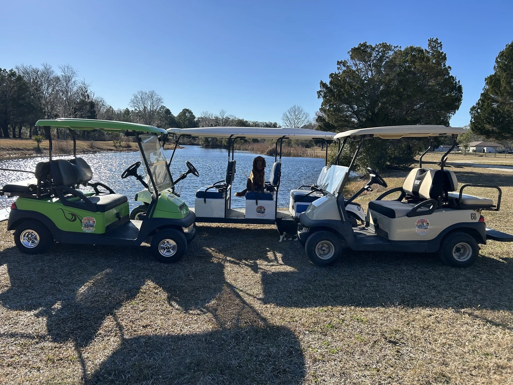 Three golf carts parked near a lake, with a dog sitting in the middle cart and two small dogs on the ground. Trees and a partly clear sky in the background.