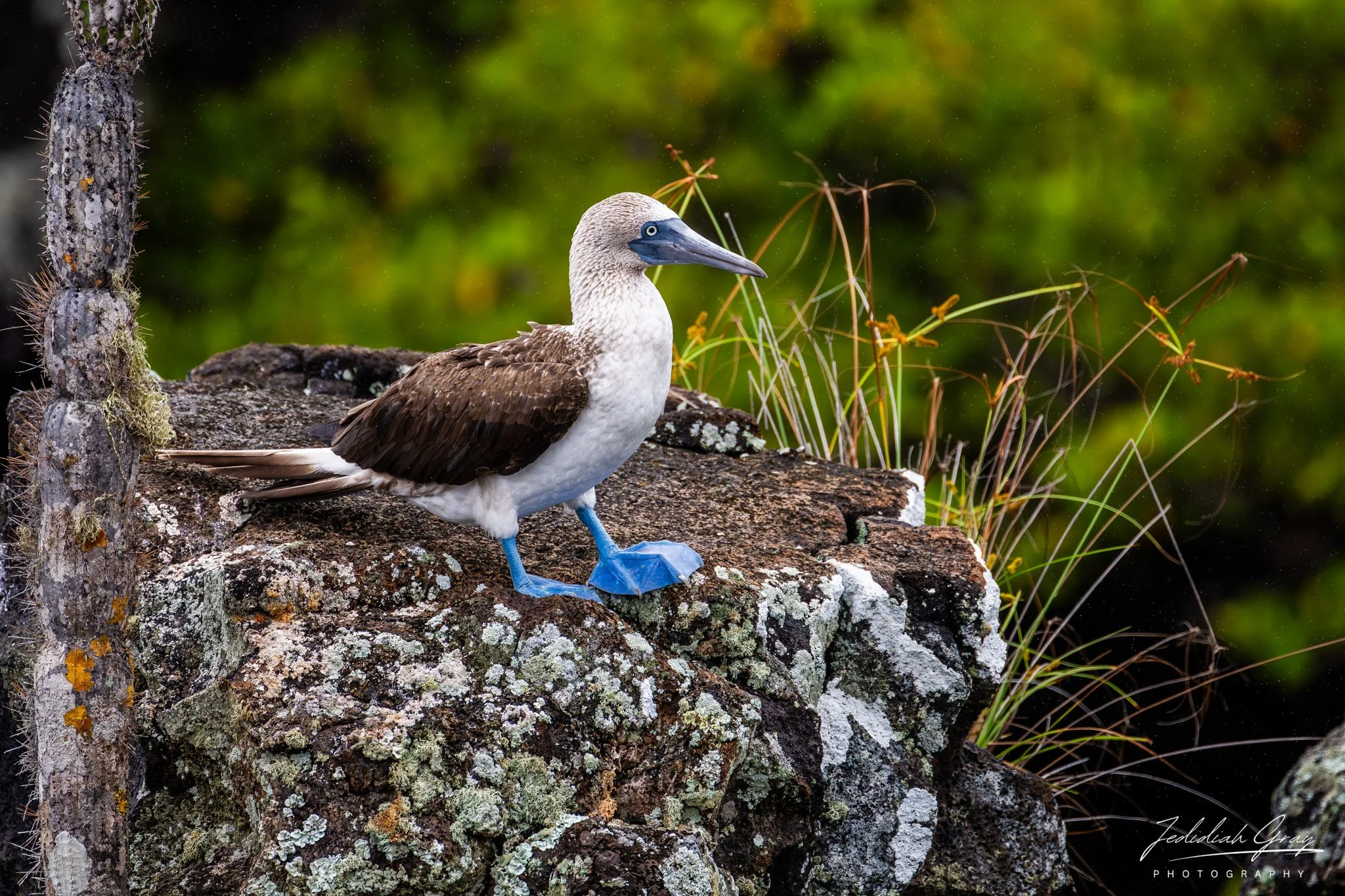Blue-footed Booby, Galapagos, Ecuador