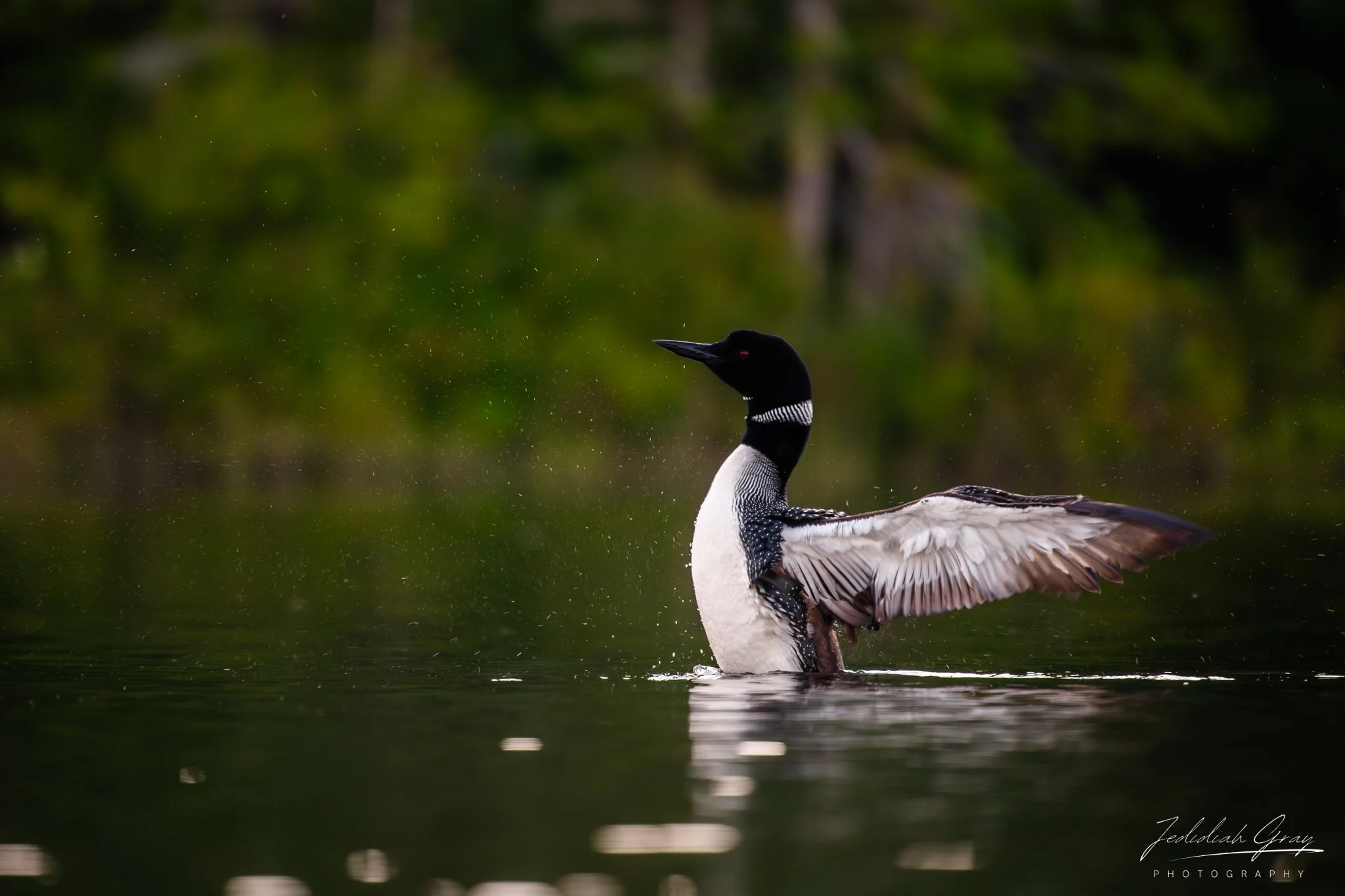jedidiah-gray_vermont-common-loon-wing-flap_01.jpg