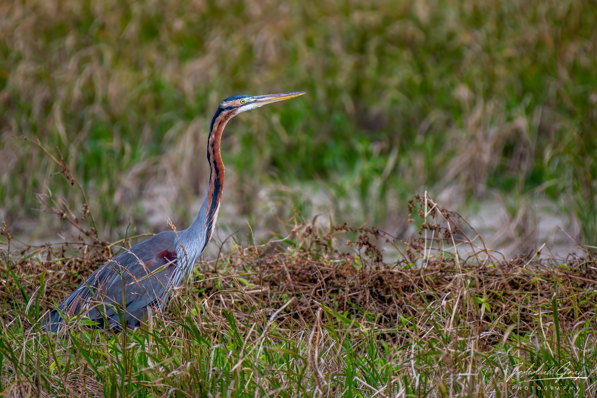 _DSC5170-Enhanced-NR.jpg