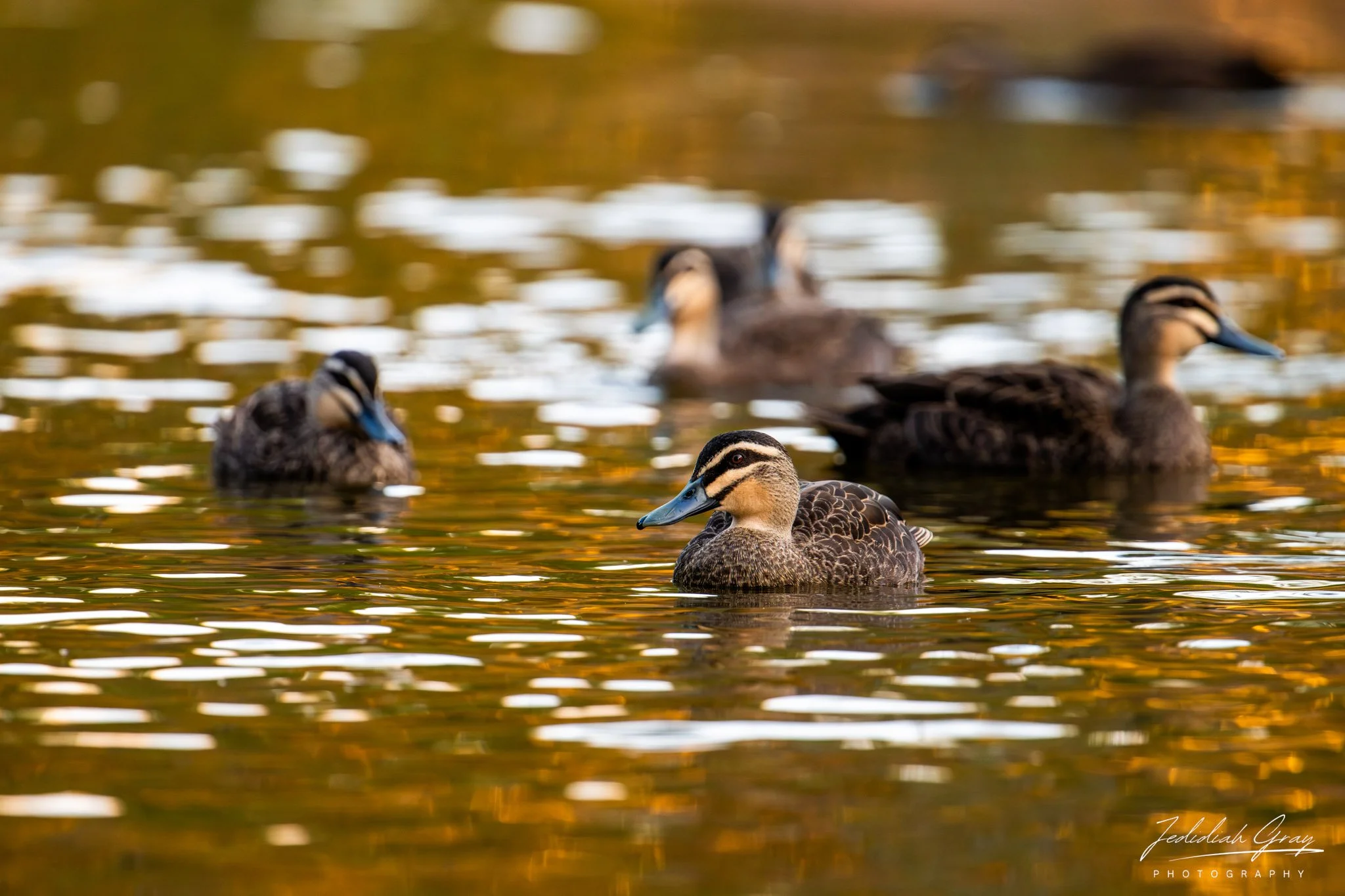 Pacific Black-Duck, Queensland, Australia
