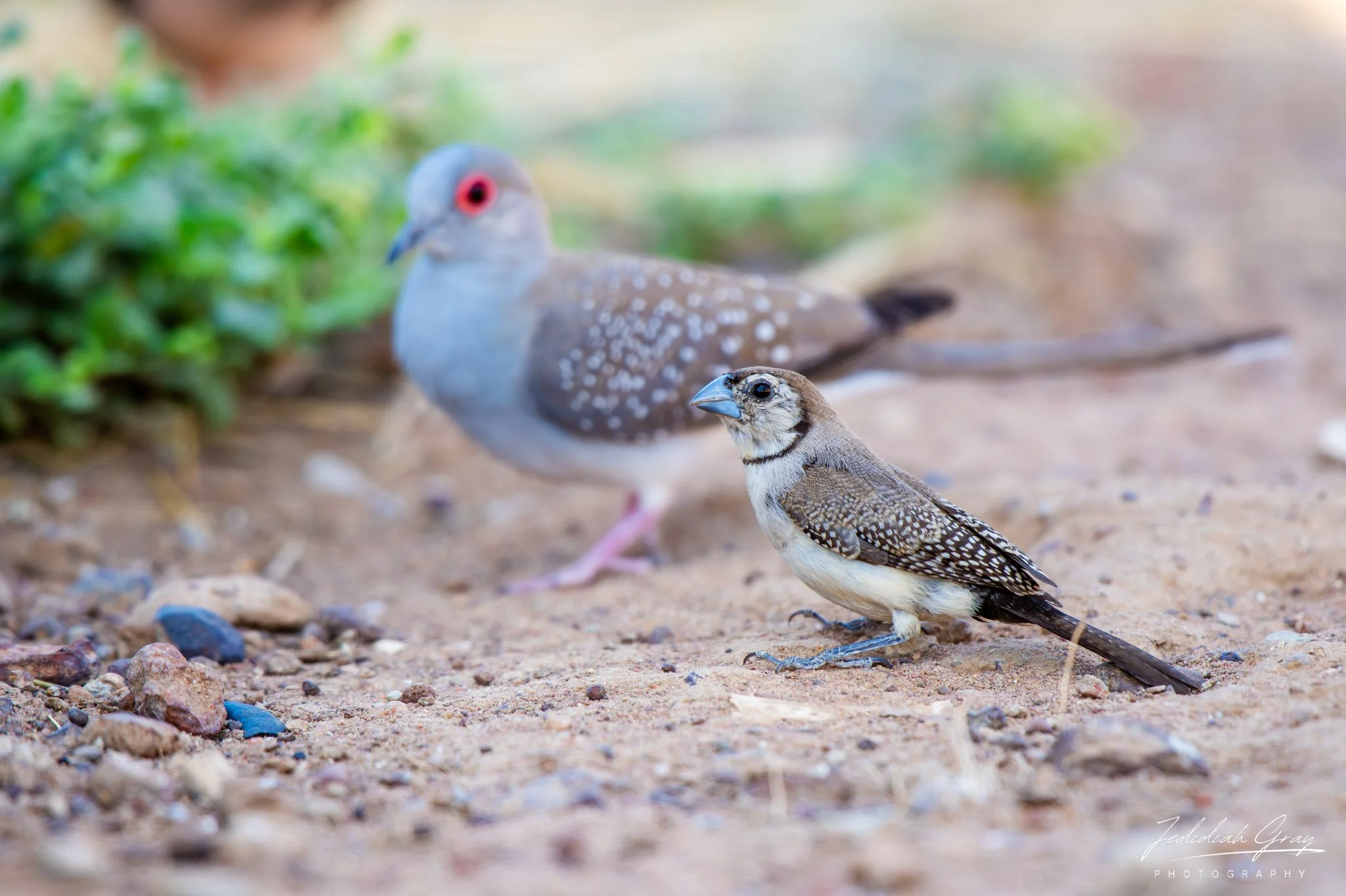 Double-barred FInch, Northern Territory, Australia