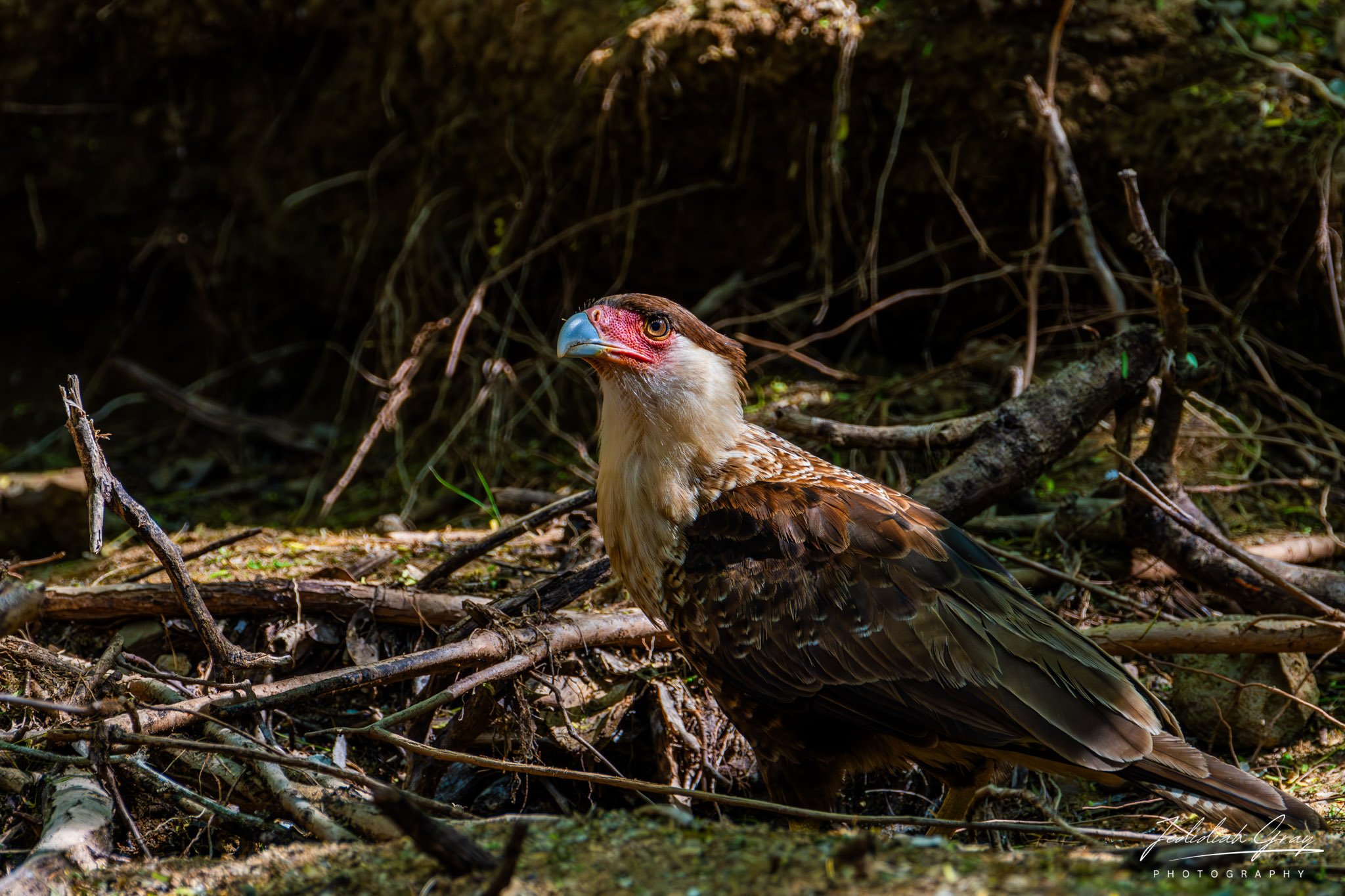 Crested Caracara, Bonaire 