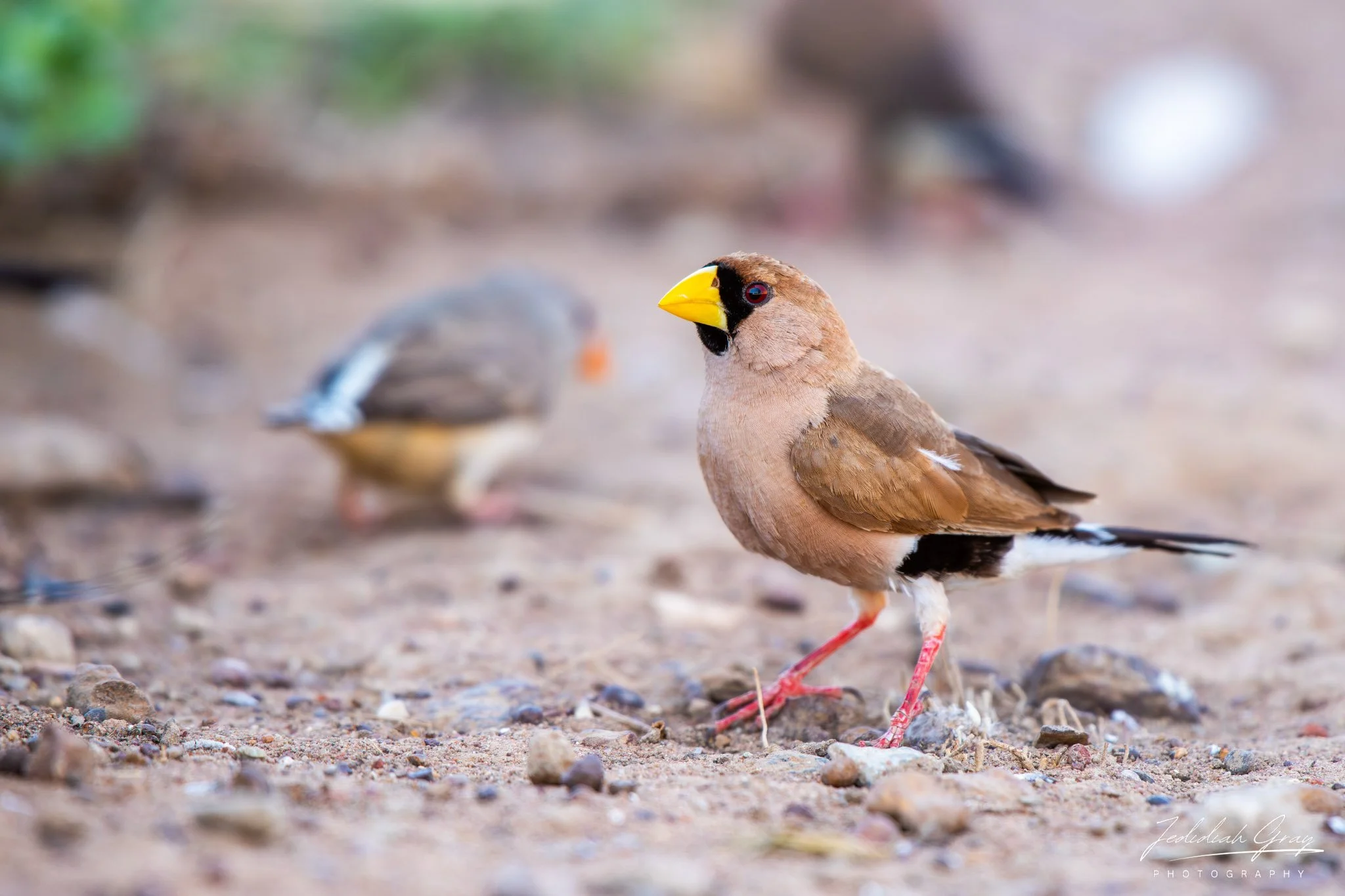 Masked Finch, Northern Territory, Australia