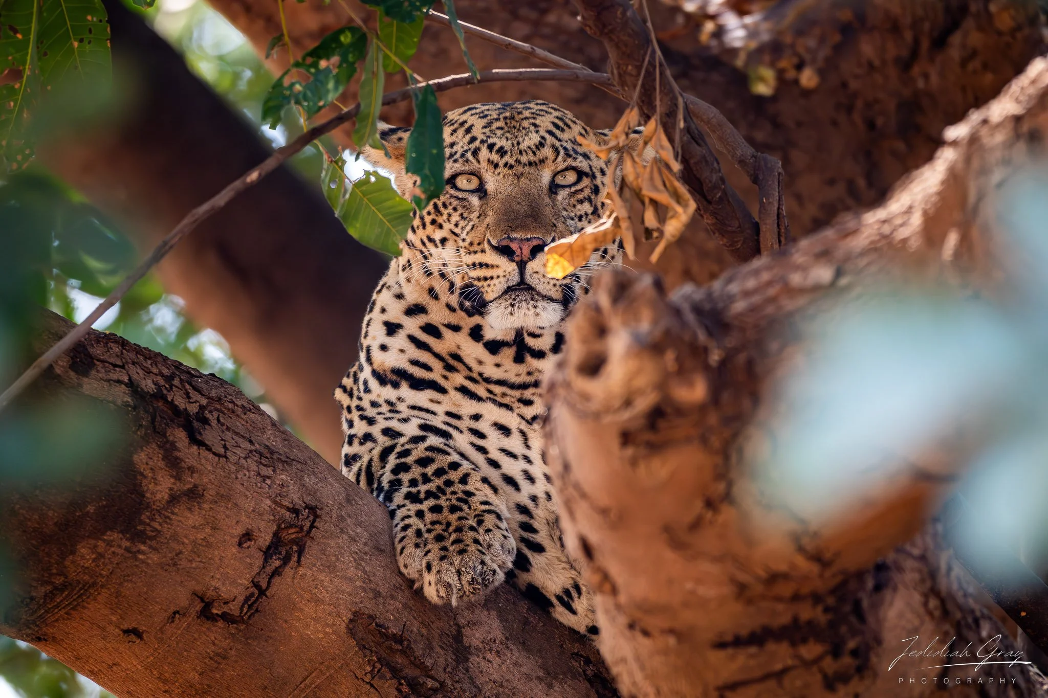 jedidiah-gray_zambia-leopard-tree_01.jpg
