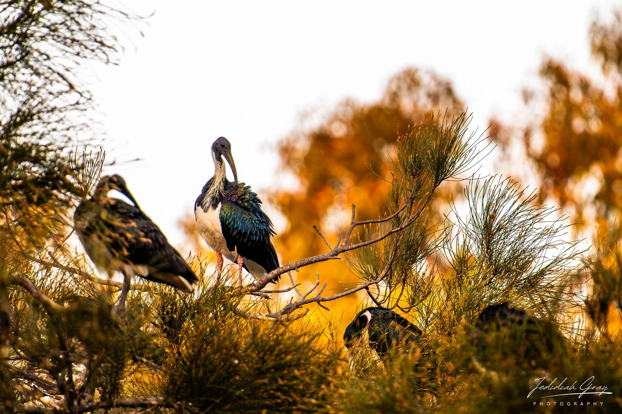 Straw-necked Ibis, Queensland, Australia