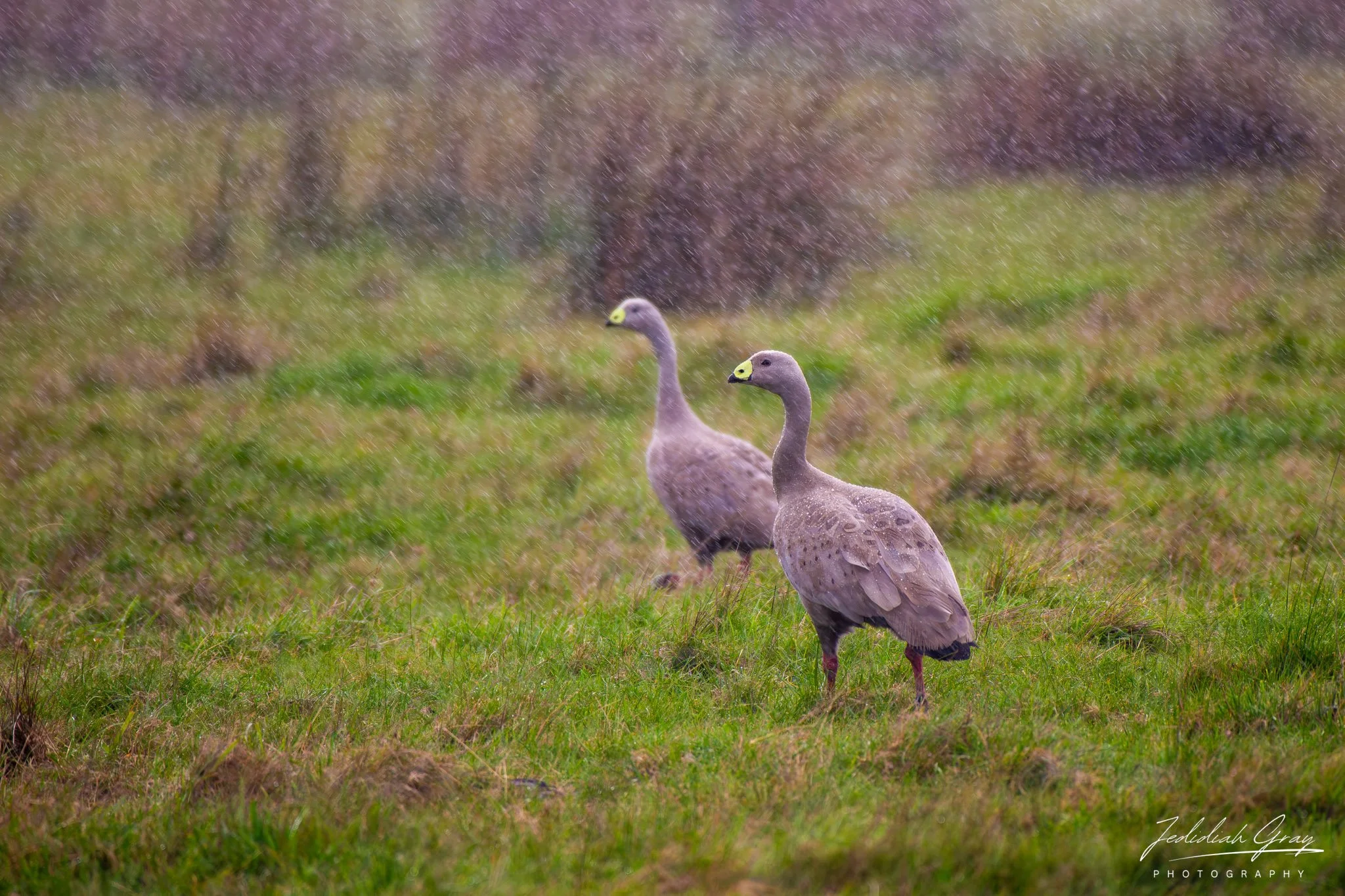 Cape Barren Goose, Victoria, Australia