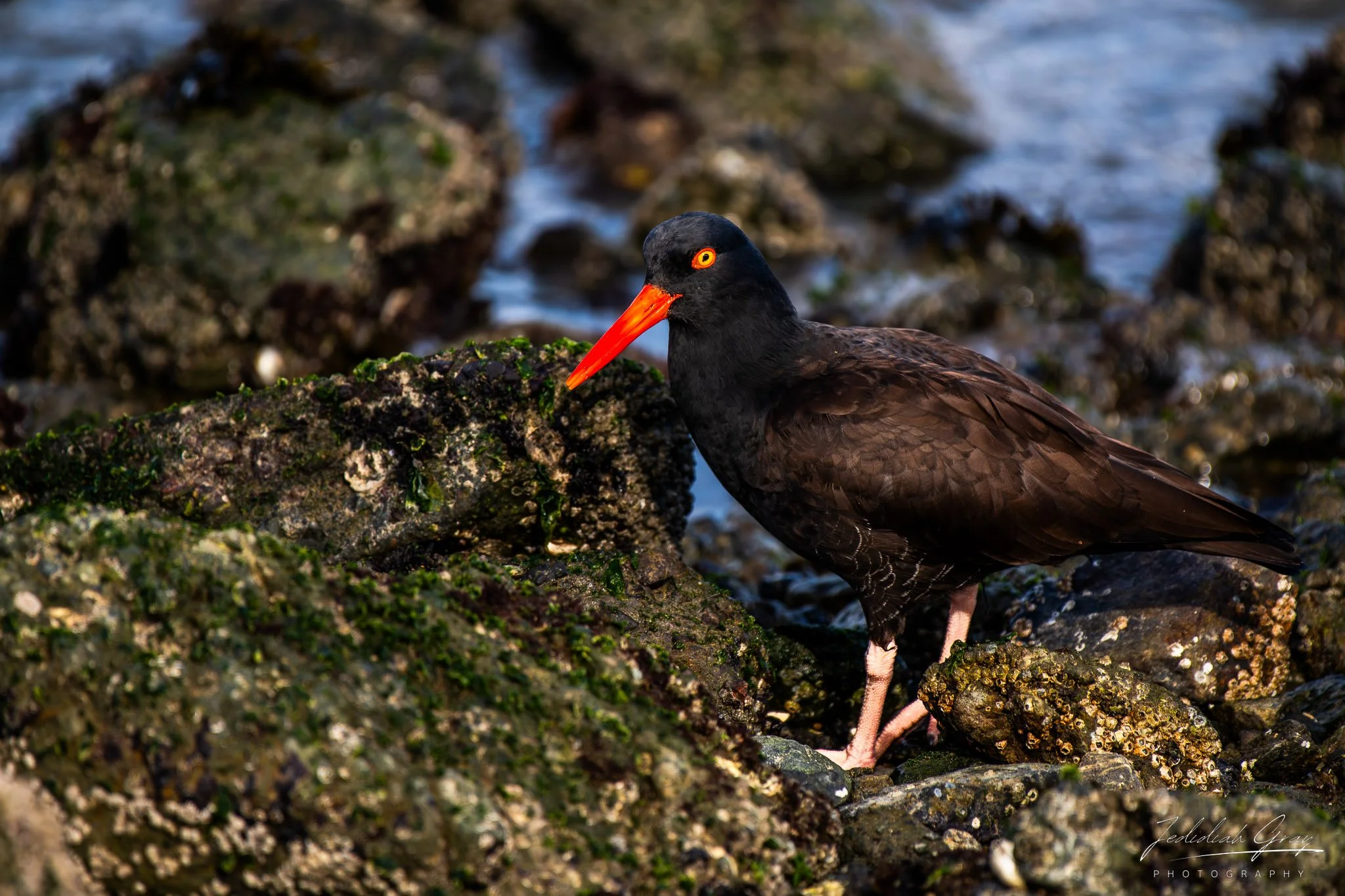jedidiah-gray_california-black-oystercatcher_01.jpg