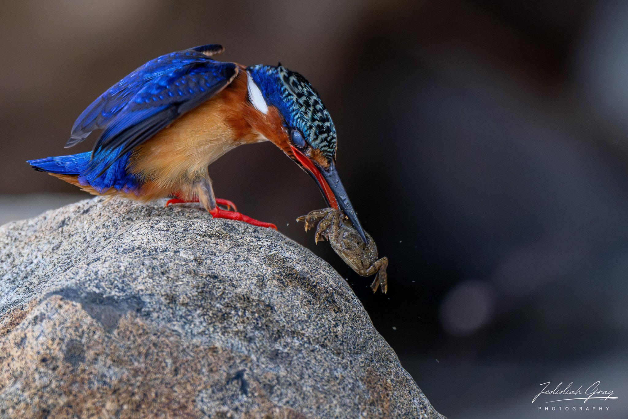 Malagasy Kingfisher with crab