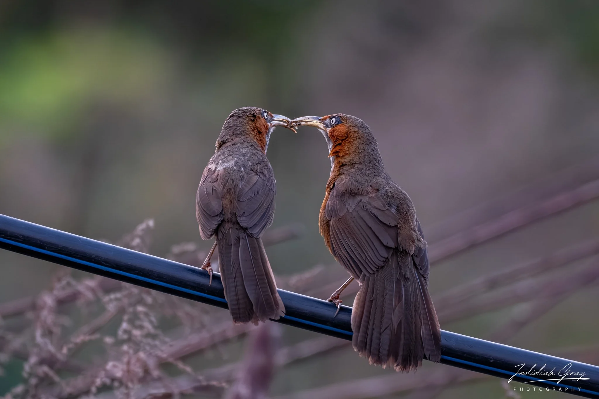 DSC_0009.jpg
