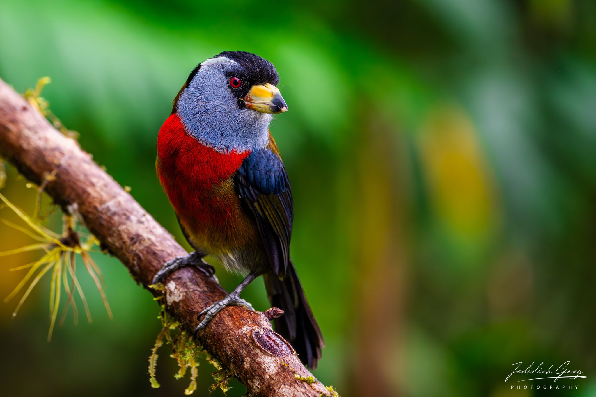 Toucan Barbet, Ecuador