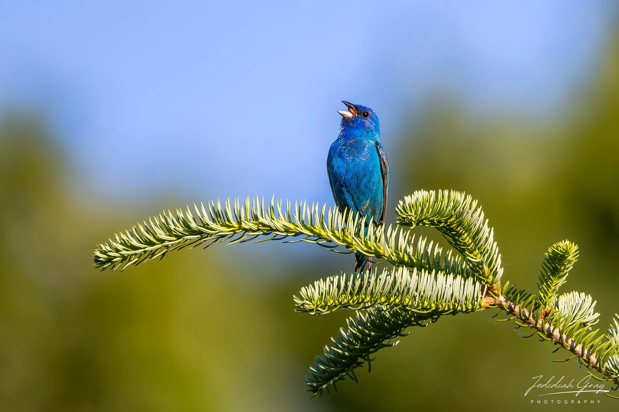 Blue Singer of the Forest Edge