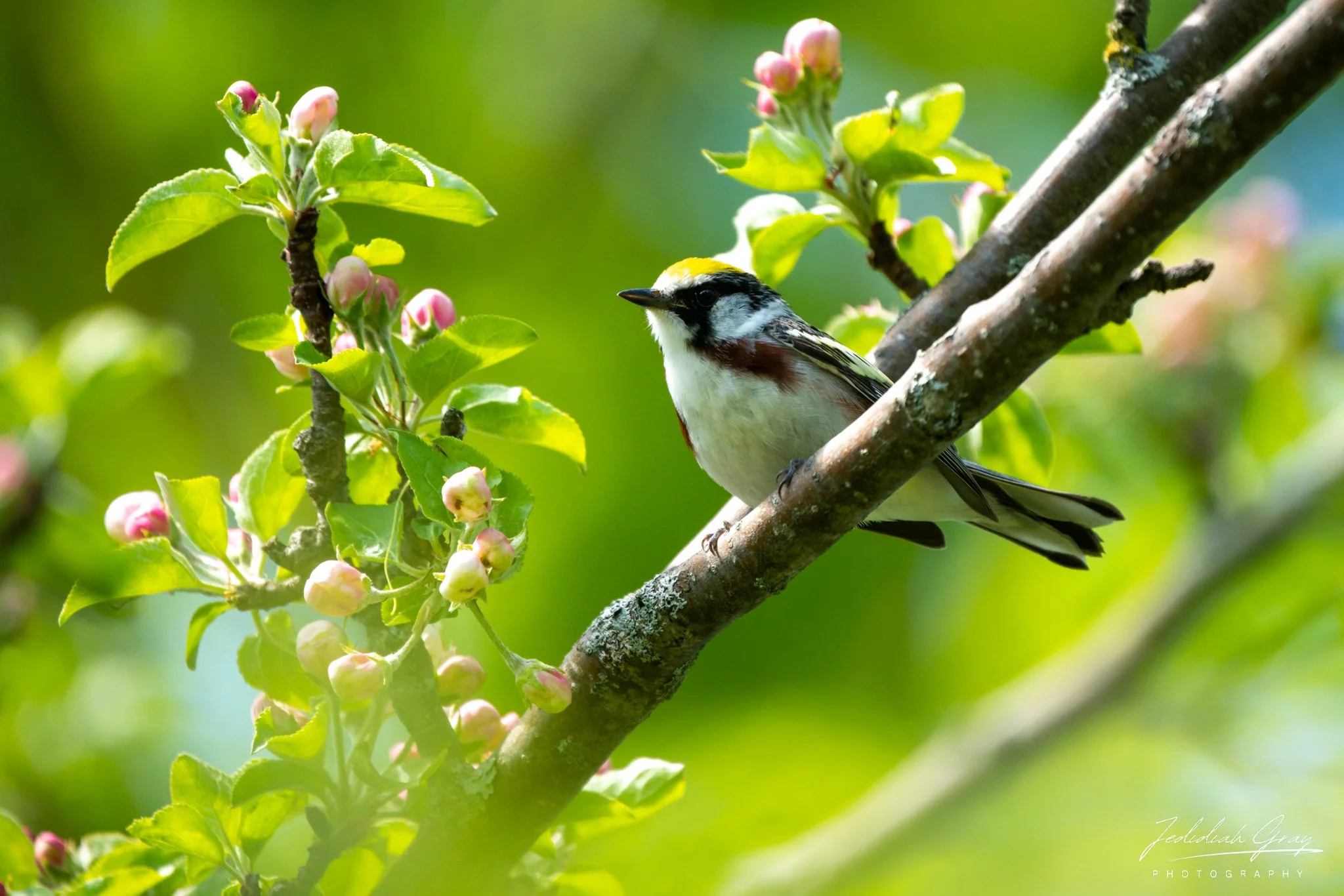 Lively Singer of Young Forests