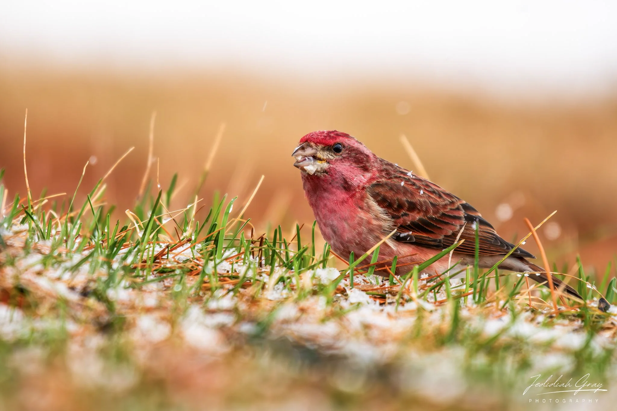 Singing Finch of Coniferous Forests