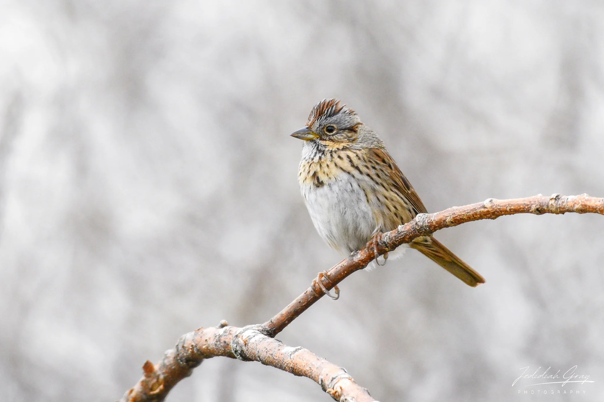 Secret Sparrow of Northern Thickets