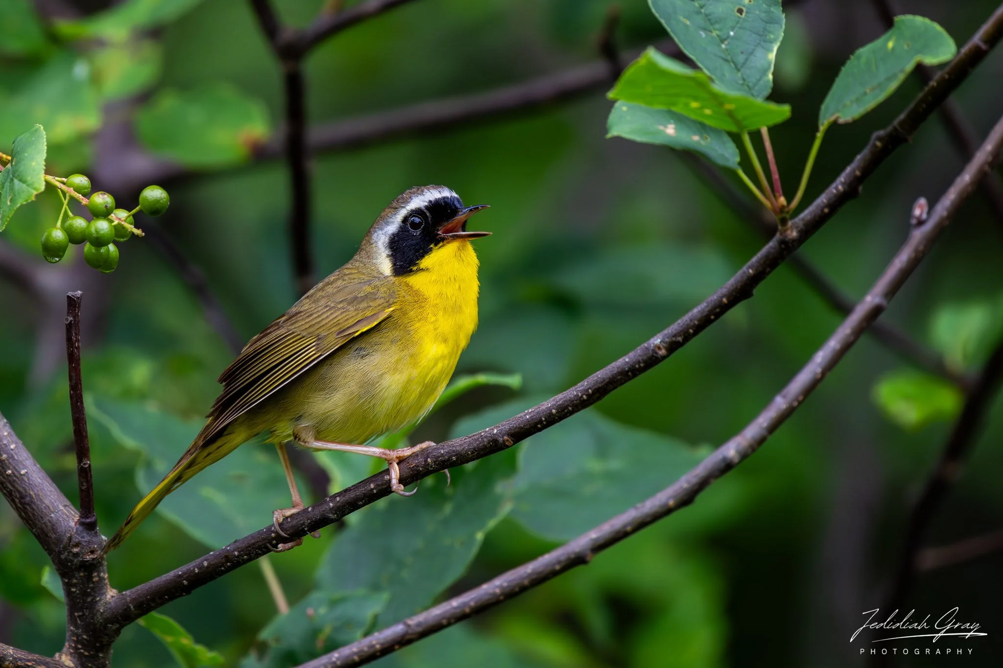 Voice of Marsh Thickets