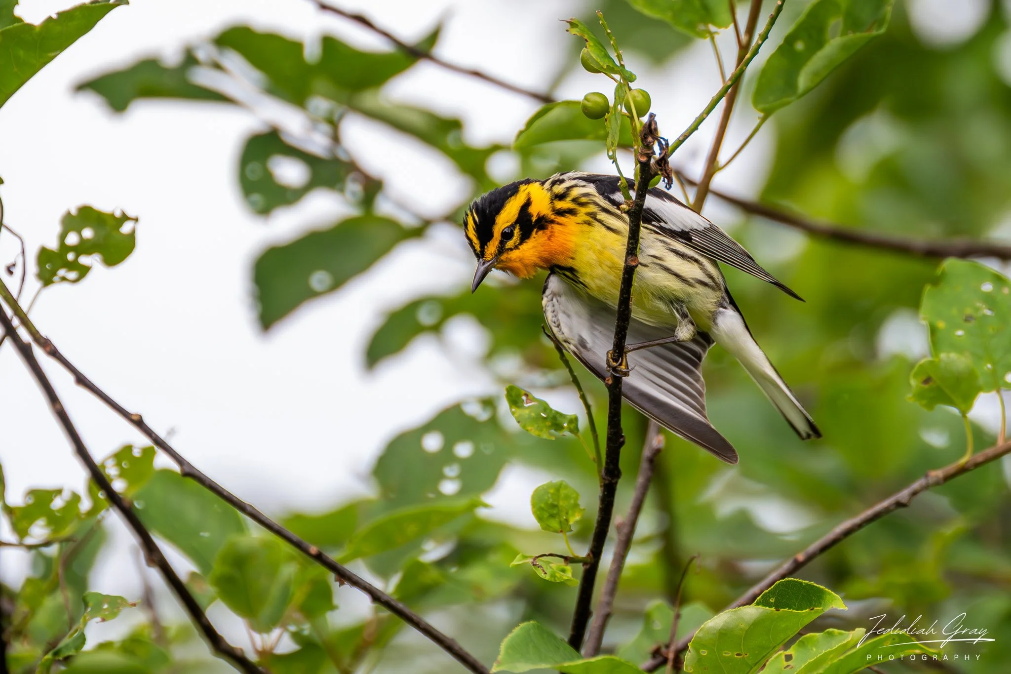 Fire-throated Singer of the Northern Canopy 
