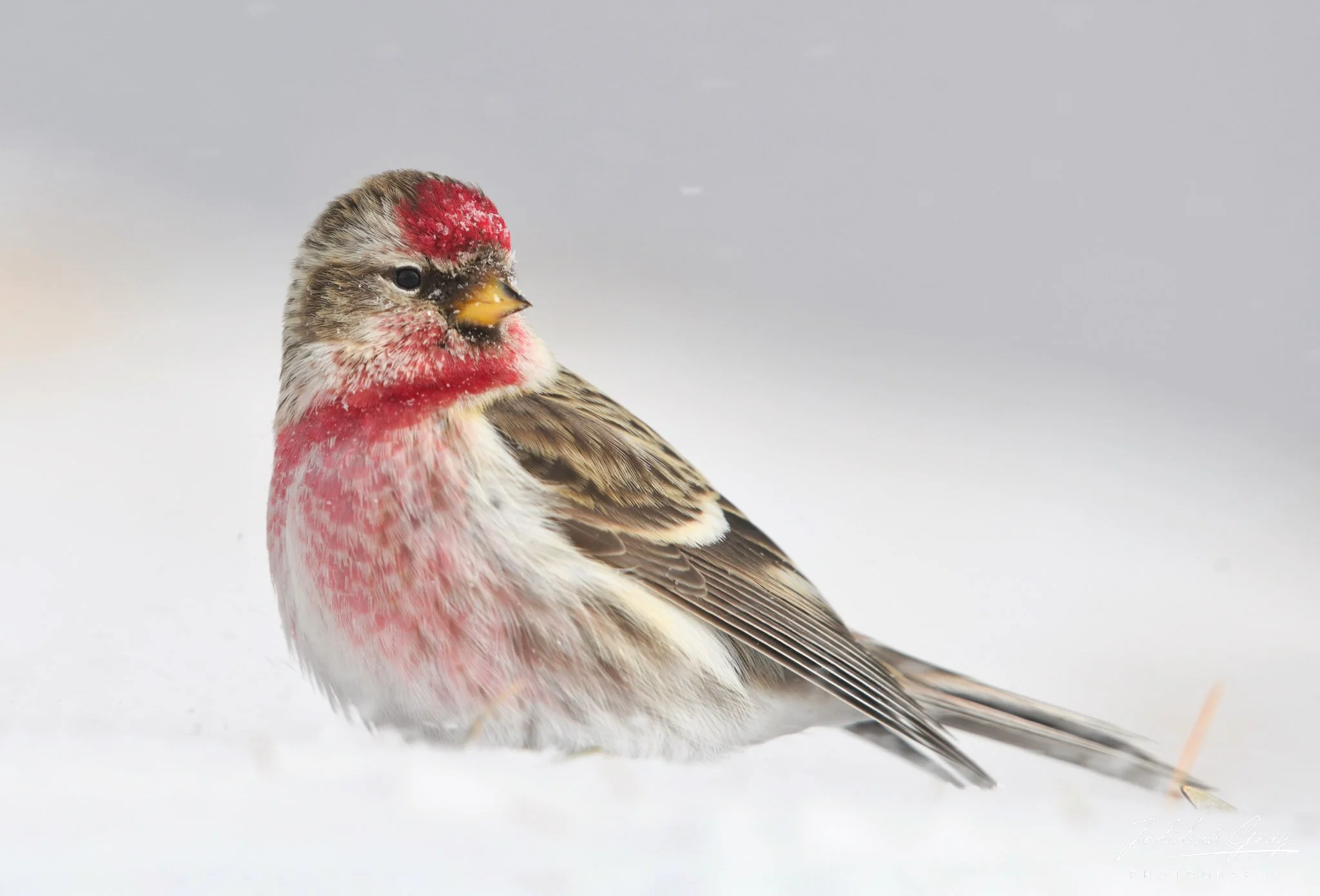 Arctic Visitor of Shrubby Fields
