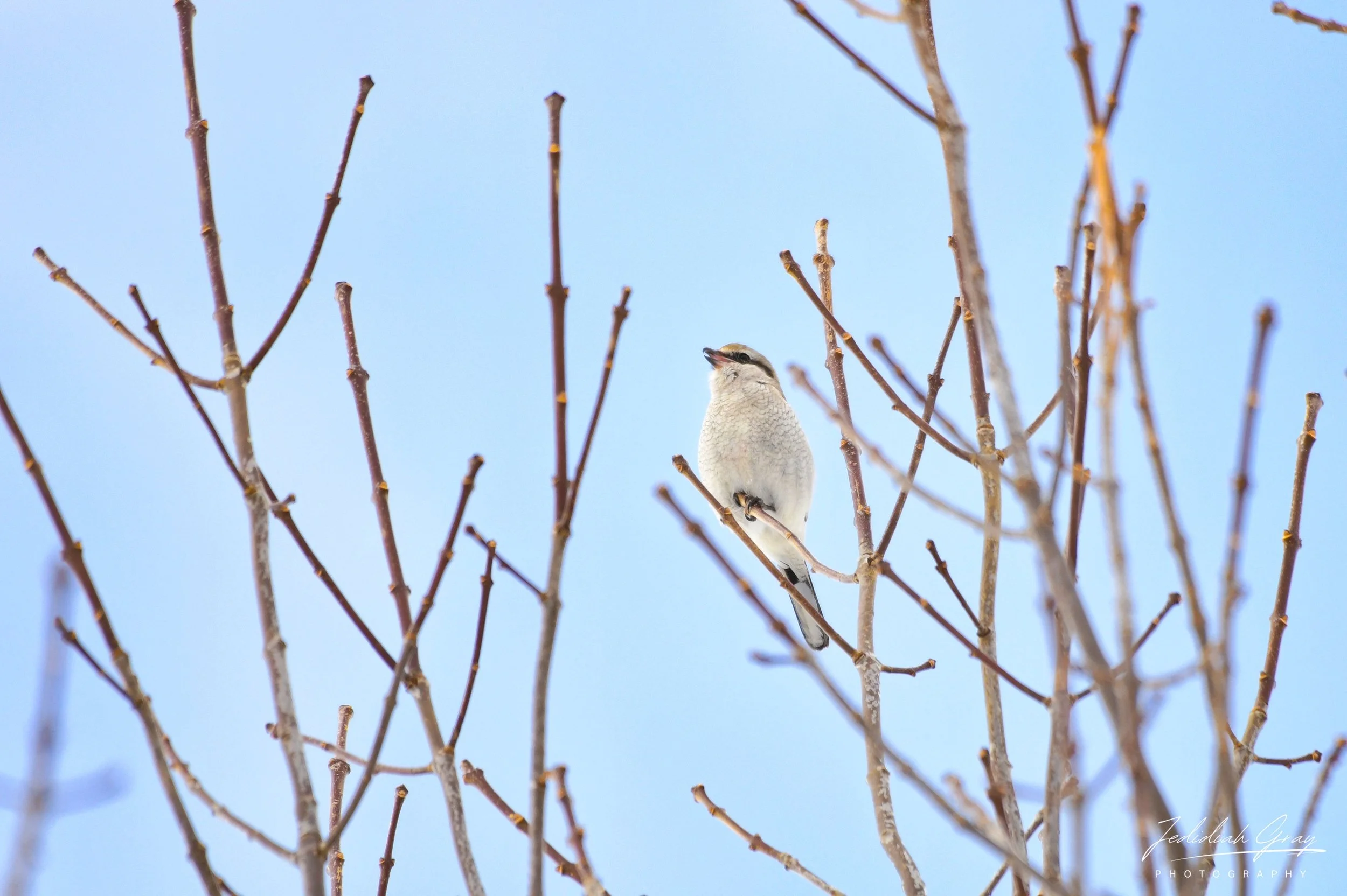 Winter Hunter of Open Fields