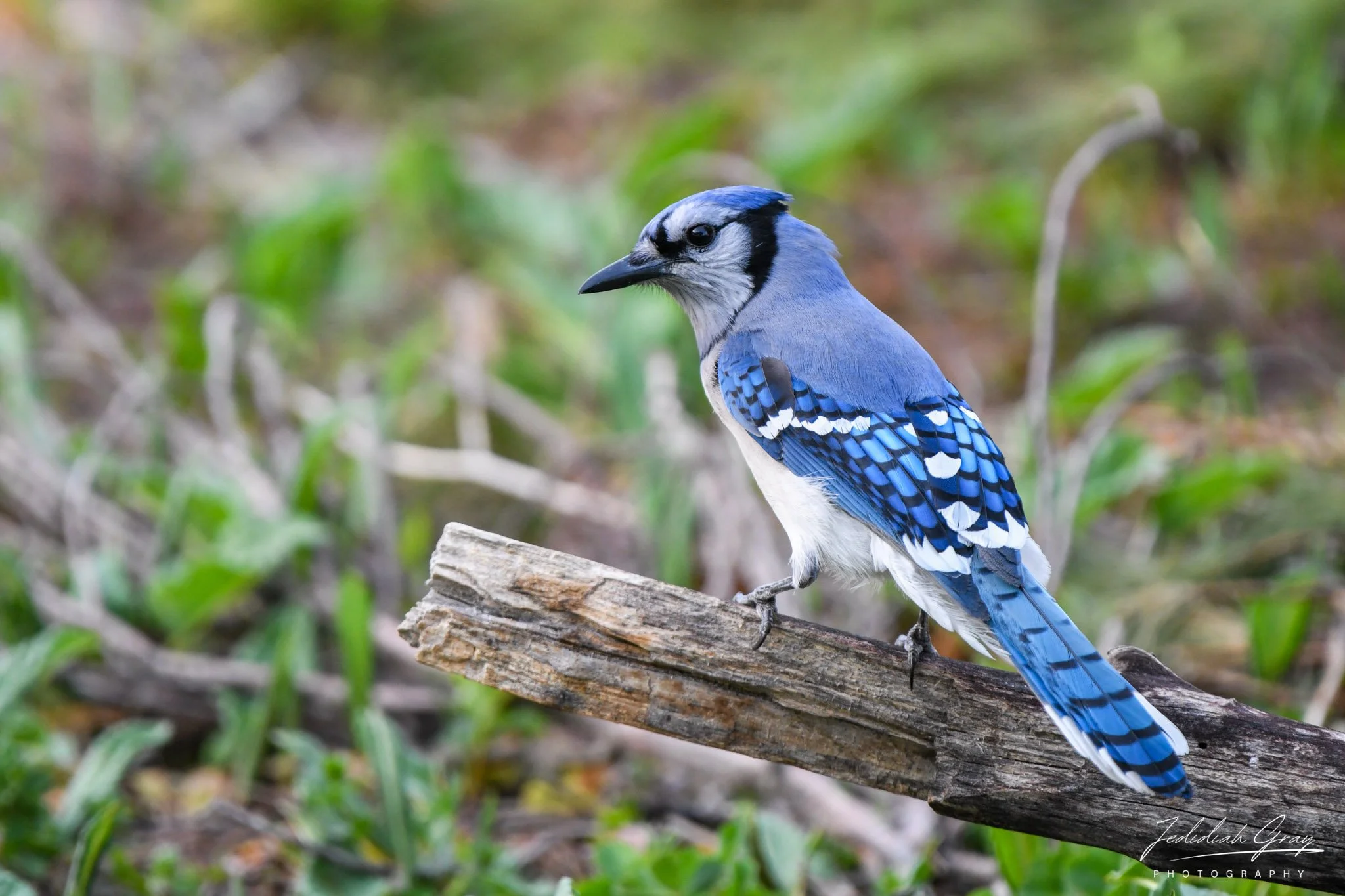 Bold Voice of Forests